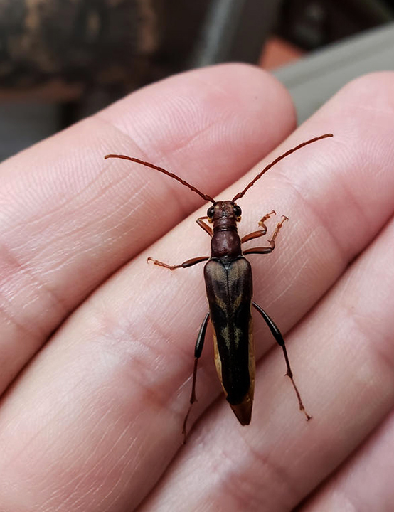 <em>Bellamira scalaris</em> in Anne Arundel Co., Maryland (5/30/2018). (c) Bill Hubick, all rights reserved.