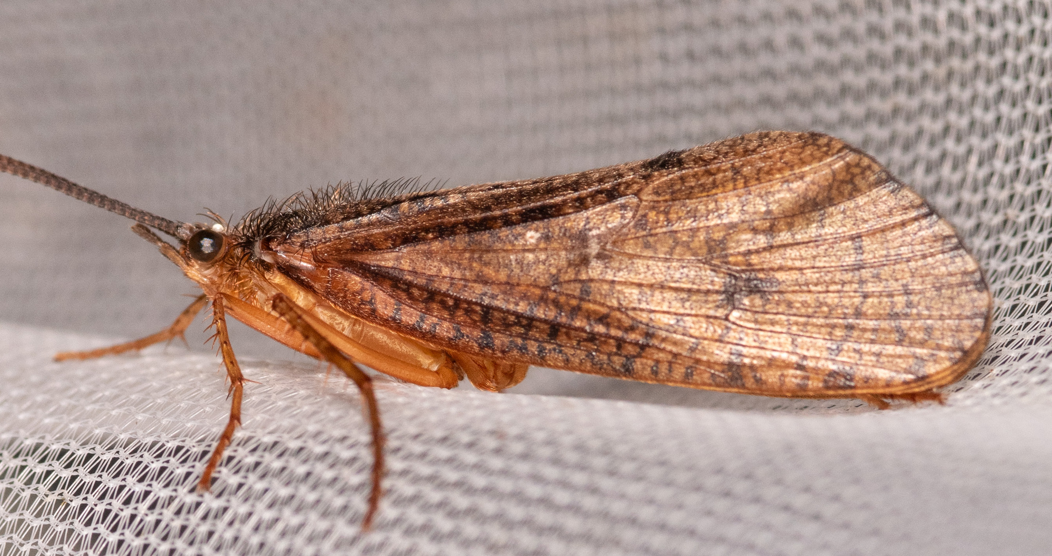 <em>Ptilostomis</em> species in Washington Co., Maryland (5/16/2025). (c) Mark Etheridge, some rights reserved (<a rel='license' href='http://creativecommons.org/licenses/by-nc/4.0/'>CC BY-NC</a>).