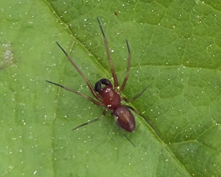 <em>Emblyna</em> species in Montgomery Co., Maryland (5/10/2025). (c) Matthew Beziat, some rights reserved (<a rel='license' href='http://creativecommons.org/licenses/by-nc/4.0/'>CC BY-NC</a>).