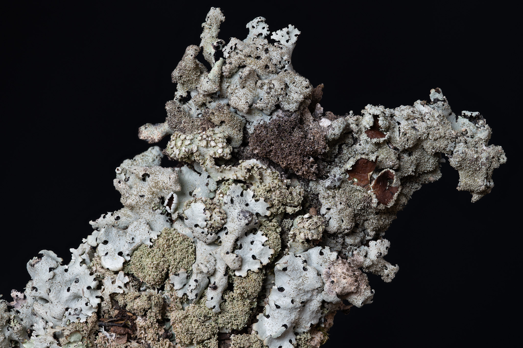 Hairless-spined Shield Lichen in Allegany Co., Maryland (5/2/2025). (c) Stephen Bucklin, some rights reserved (<a rel='license' href='http://creativecommons.org/licenses/by-nc/4.0/'>CC BY-NC</a>).