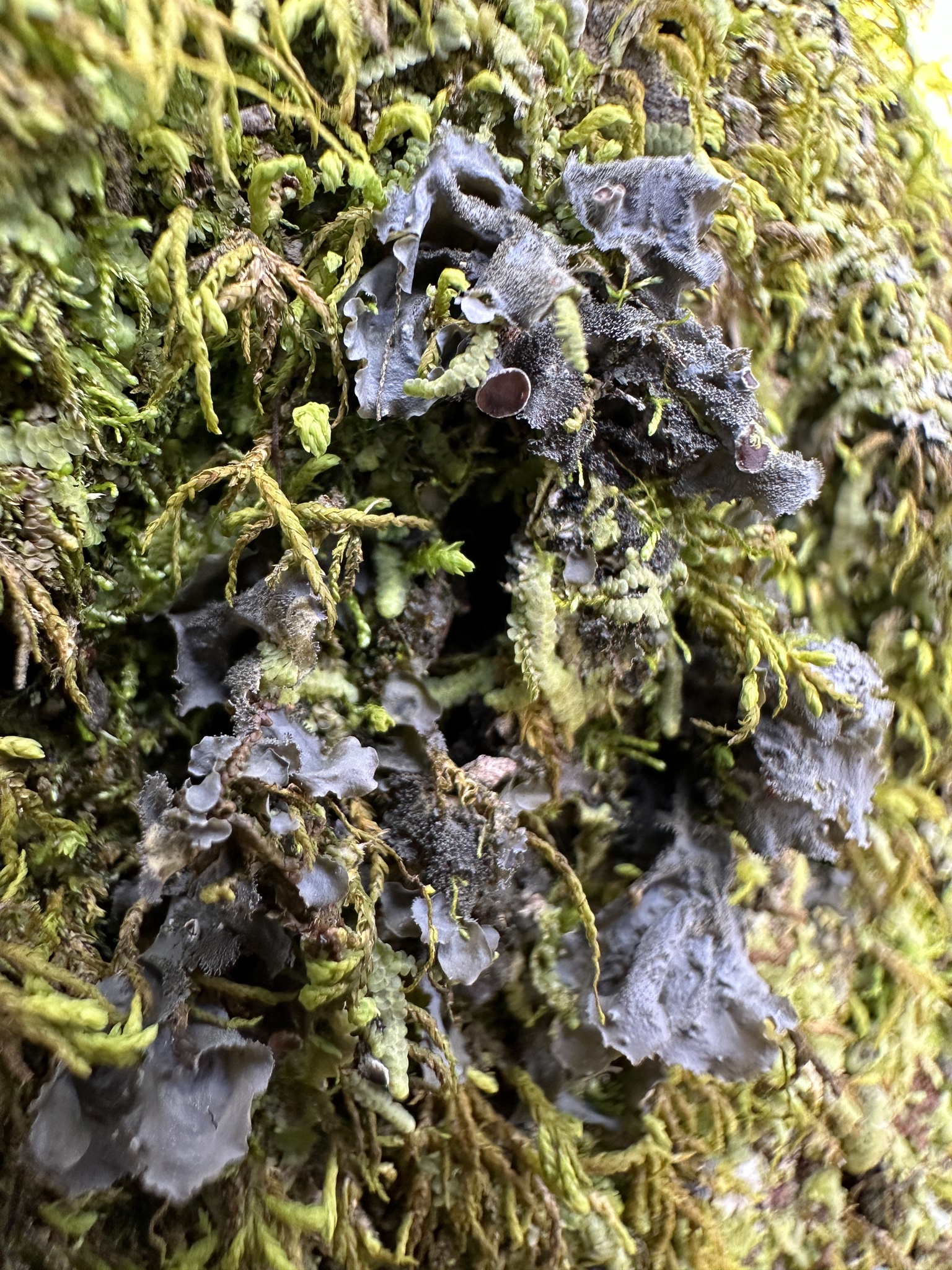 Blue Jellyskin in Worcester Co., Maryland (3/8/2024). (c) rtwilkens, some rights reserved (<a rel='license' href='http://creativecommons.org/licenses/by-nc/4.0/'>CC BY-NC</a>).