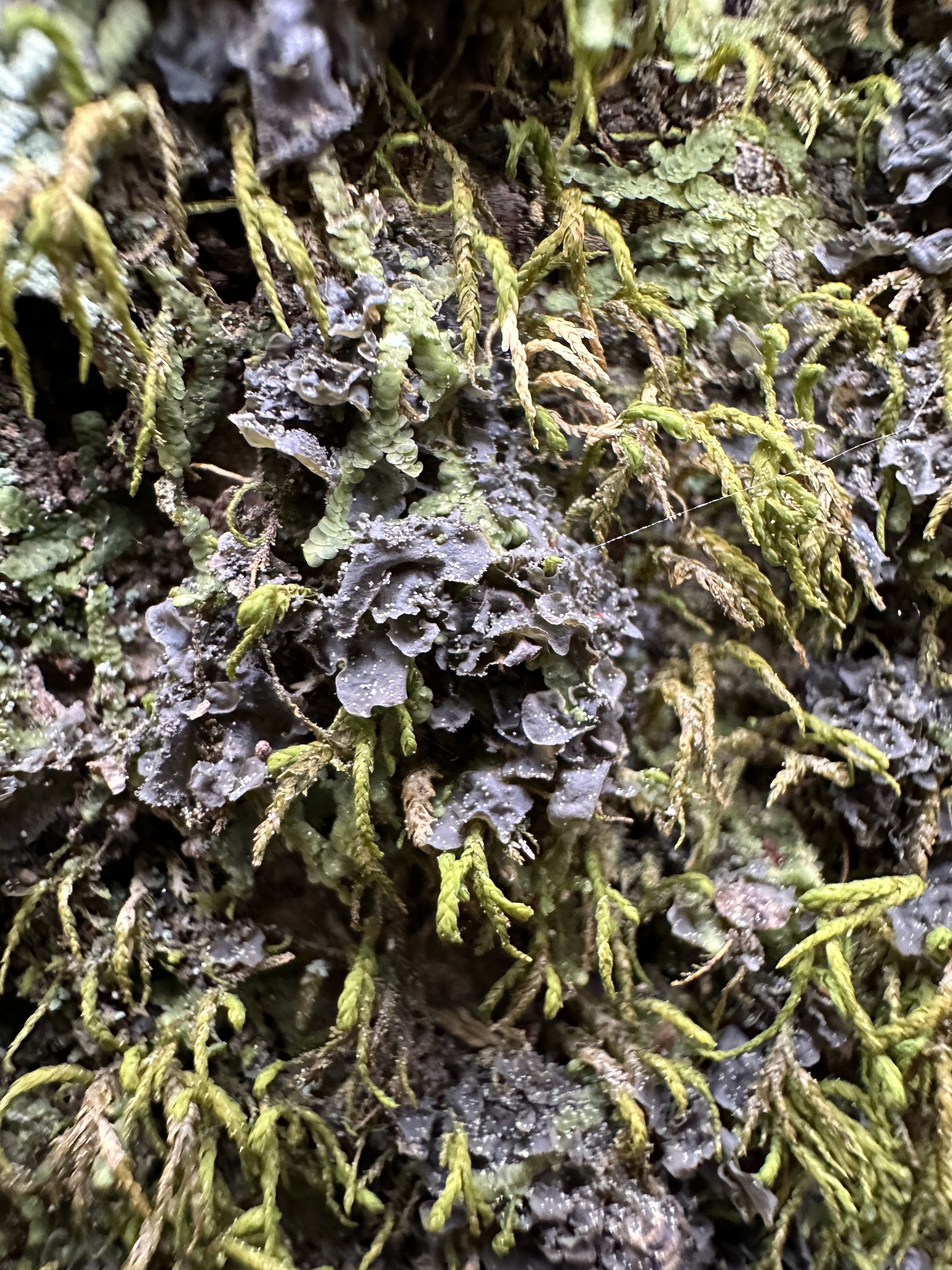 Blue Jellyskin in Worcester Co., Maryland (4/19/2024). (c) rtwilkens, some rights reserved (<a rel='license' href='http://creativecommons.org/licenses/by-nc/4.0/'>CC BY-NC</a>).