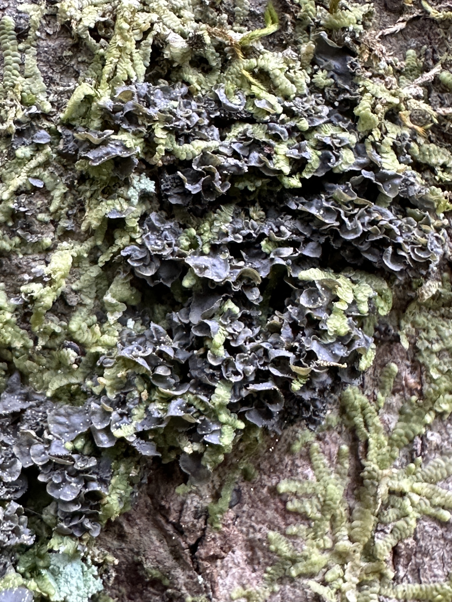 Blue Jellyskin in Worcester Co., Maryland (4/19/2024). (c) rtwilkens, some rights reserved (<a rel='license' href='http://creativecommons.org/licenses/by-nc/4.0/'>CC BY-NC</a>).