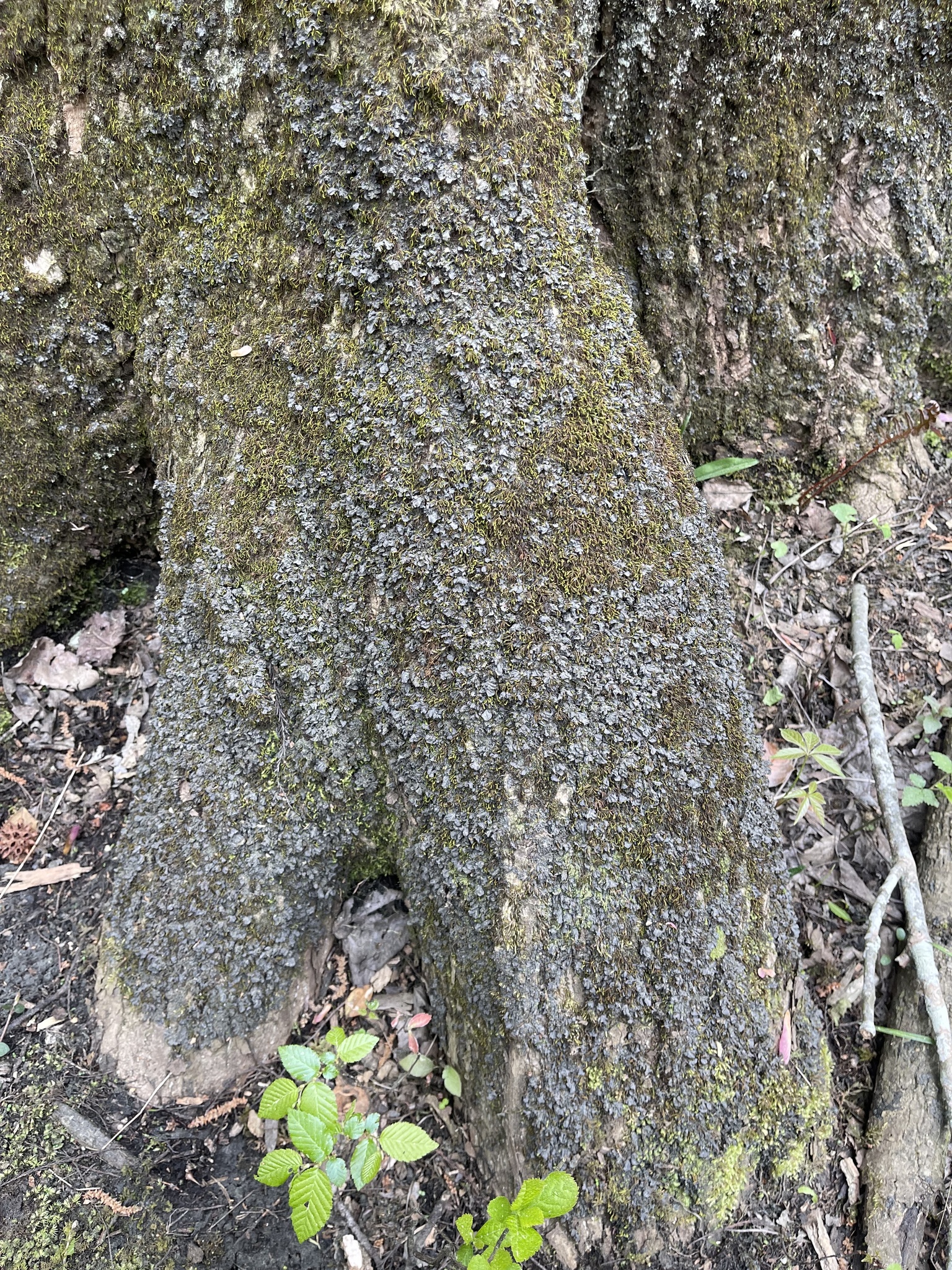 Blue Jellyskin in Worcester Co., Maryland (4/19/2024). (c) hilker24, some rights reserved (<a rel='license' href='http://creativecommons.org/licenses/by-nc/4.0/'>CC BY-NC</a>).