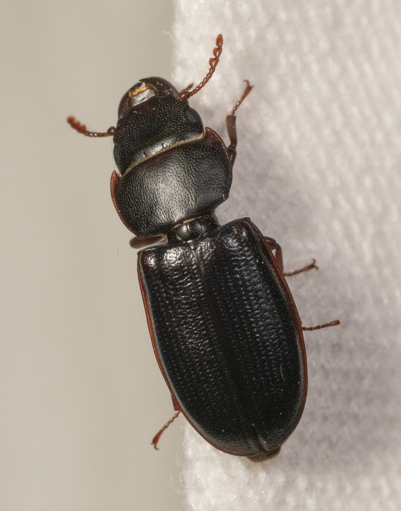 <em>Tenebroides laticollis</em> in Frederick Co., Maryland (4/30/2025). (c) Jim Moore (Maryland), some rights reserved (<a rel='license' href='http://creativecommons.org/licenses/by-nc/4.0/'>CC BY-NC</a>). Determined by V. Belov/BugGuide.