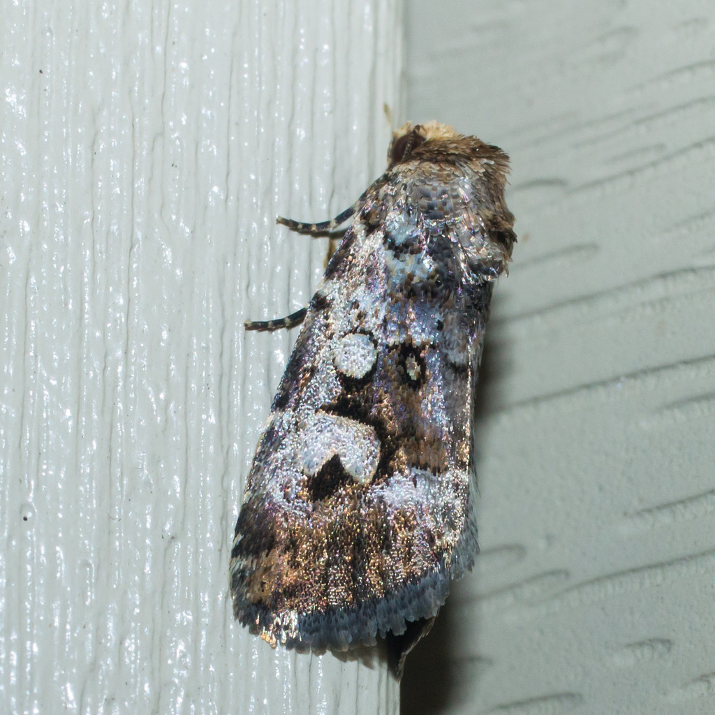 <em>Elaphria festivoides</em> complex in Anne Arundel Co., Maryland (7/18/2015). 