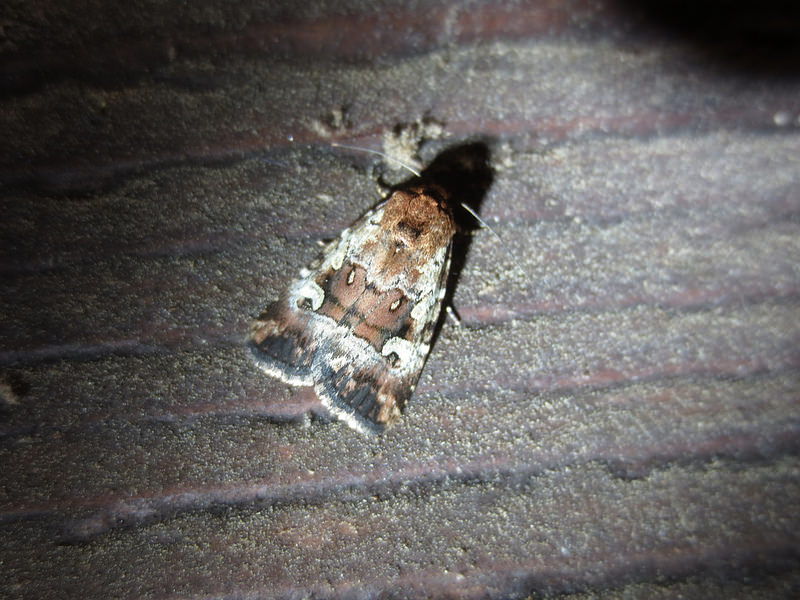 <em>Elaphria festivoides</em> complex in St. Mary's Co., Maryland (7/15/2016).