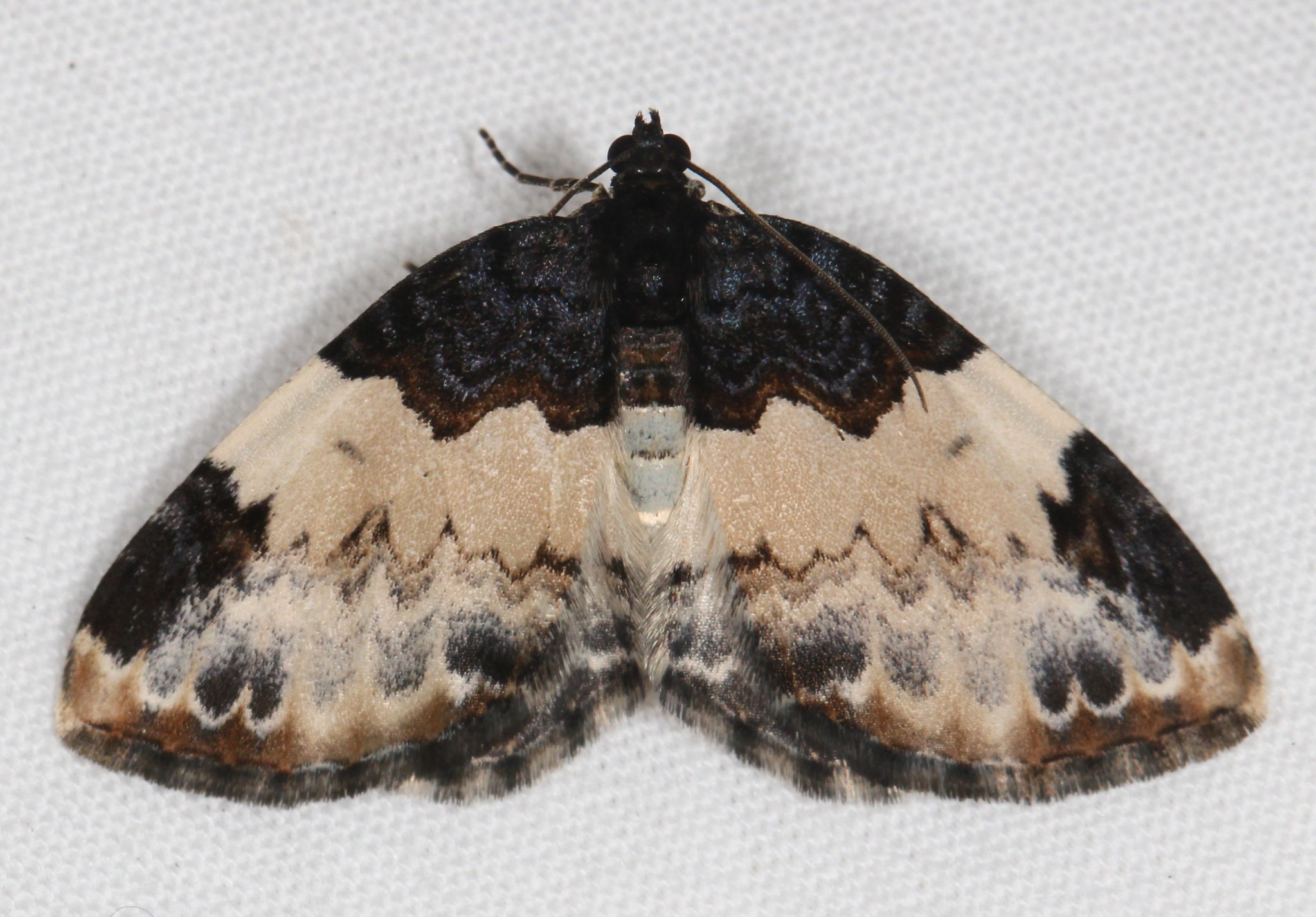 A White-ribboned Carpet Moth in Garrett Co., Maryland (4/28/2024).