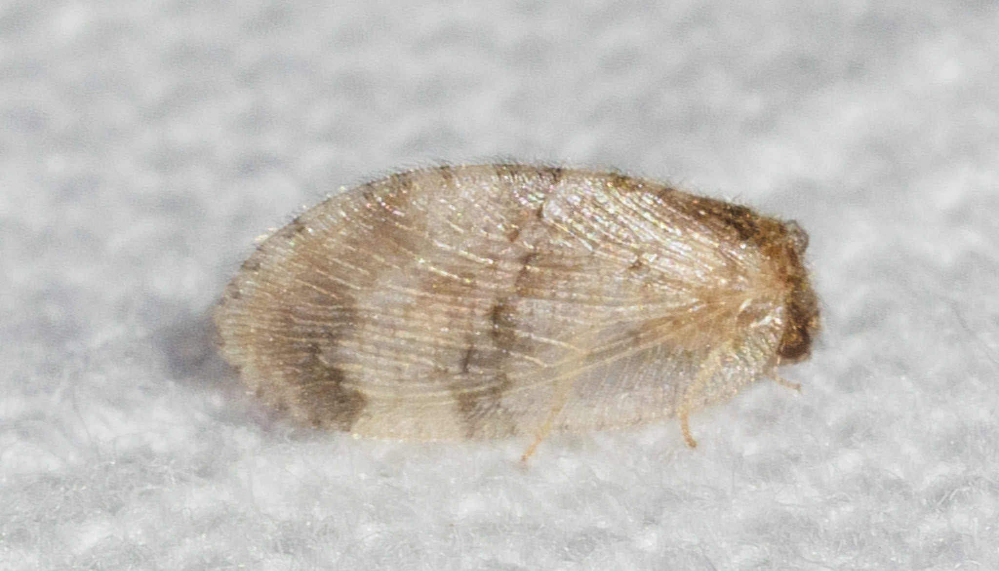 <em>Megalomus</em> species in Wicomico Co., Maryland (5/31/2025). (c) Jim Brighton, some rights reserved (<a rel='license' href='http://creativecommons.org/licenses/by-nc/4.0/'>CC BY-NC</a>).