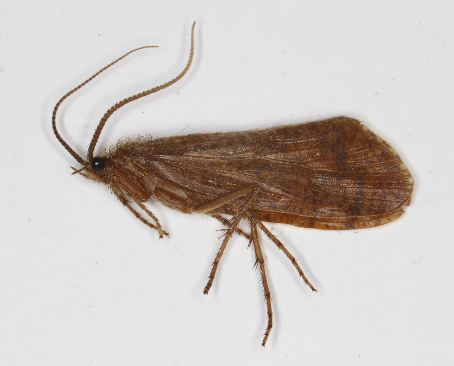 <em>Ptilostomis</em> species in Anne Arundel Co., Maryland (6/16/2018). (c) Bill Hubick, all rights reserved.