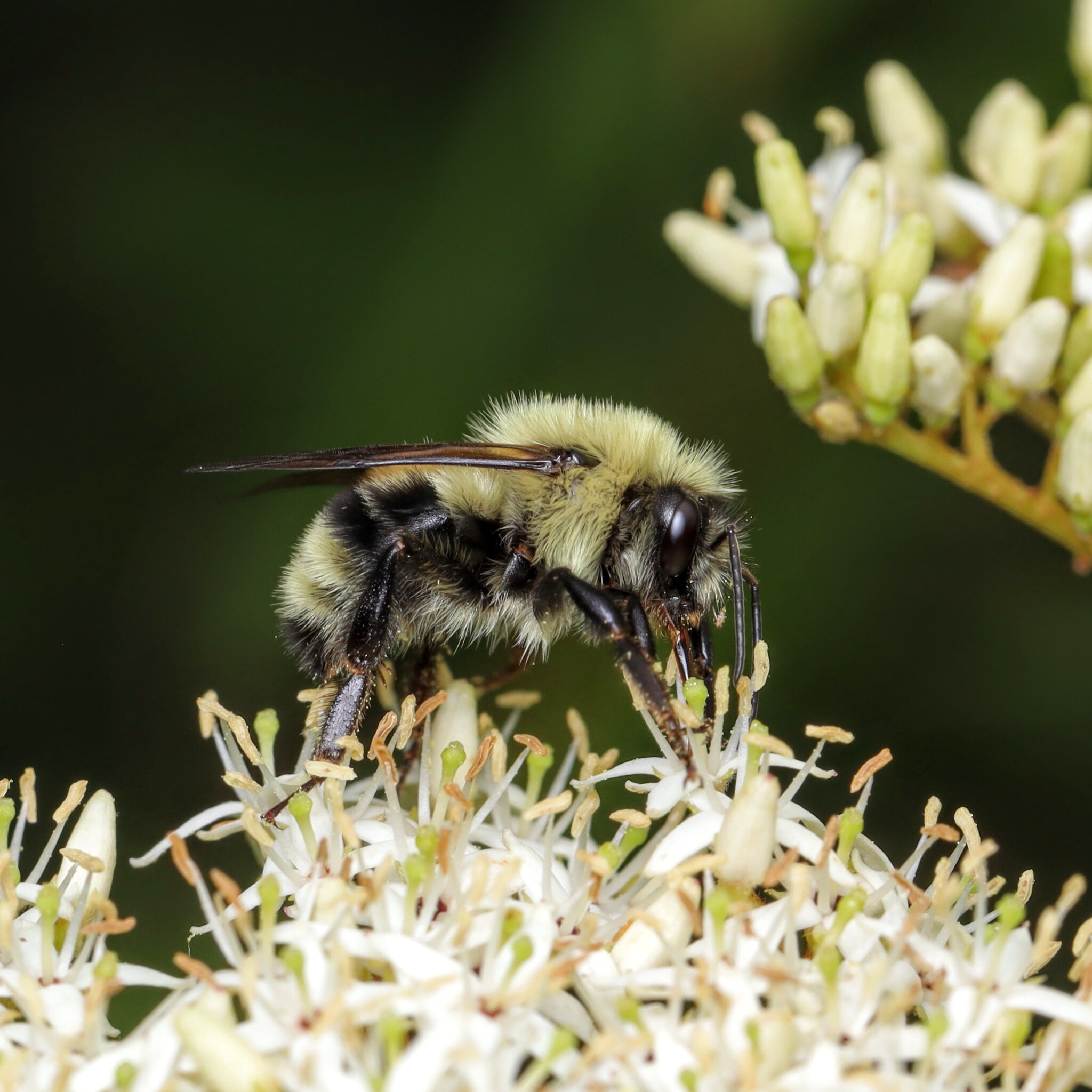 About Two-spotted Bumble Bee - Maryland Biodiversity Project, image size:2048x2048