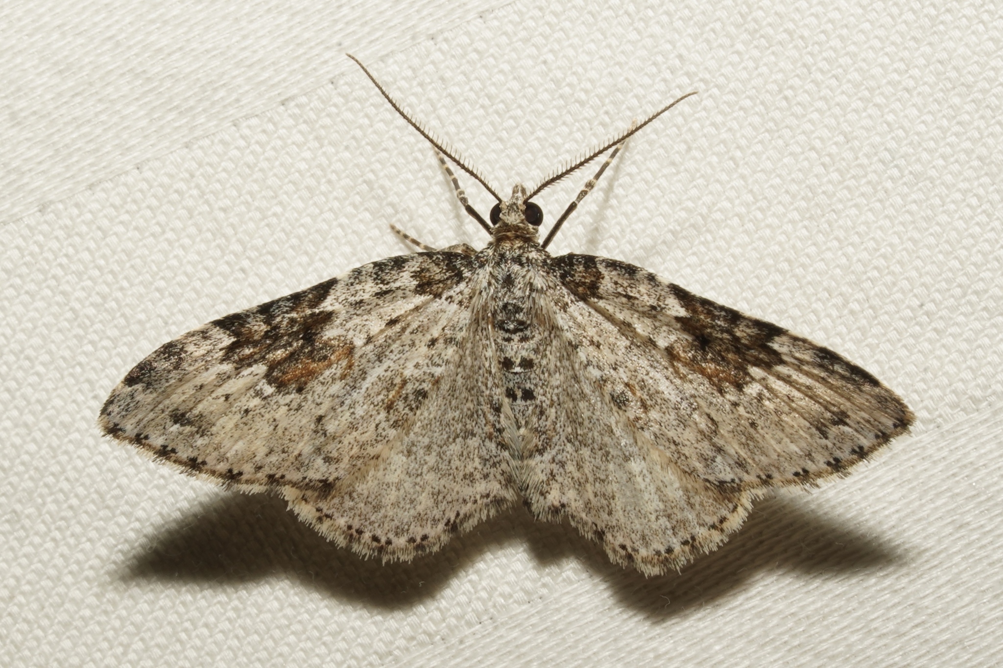<em>Xanthorhoe iduata</em> in Garrett Co., Maryland (Date obscured). (c) Kyle Klotz, all rights reserved.
