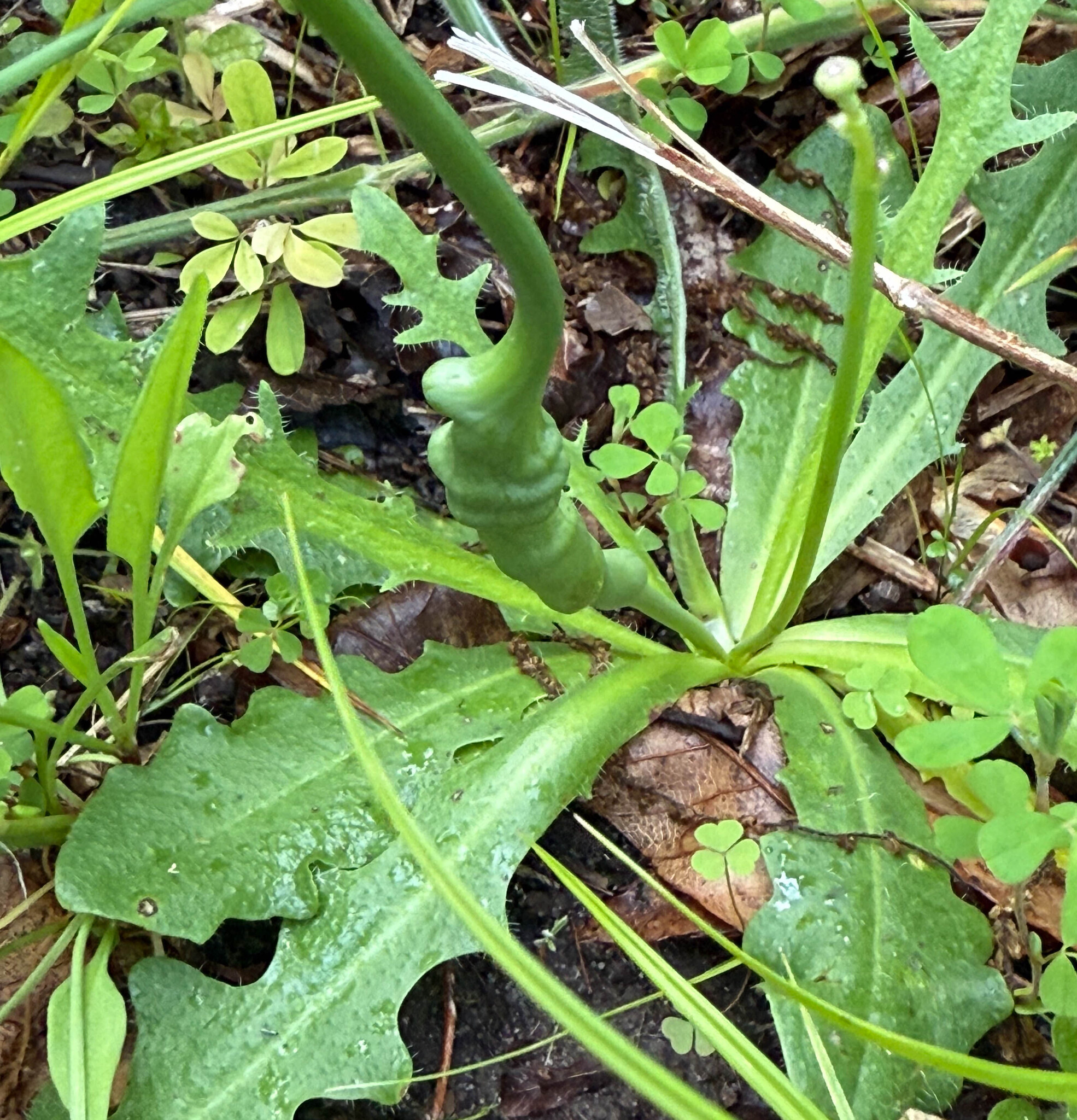 Catsear Gall Wasp in Wicomico Co., Maryland (5/31/2025). (c) johnbotany, all rights reserved.