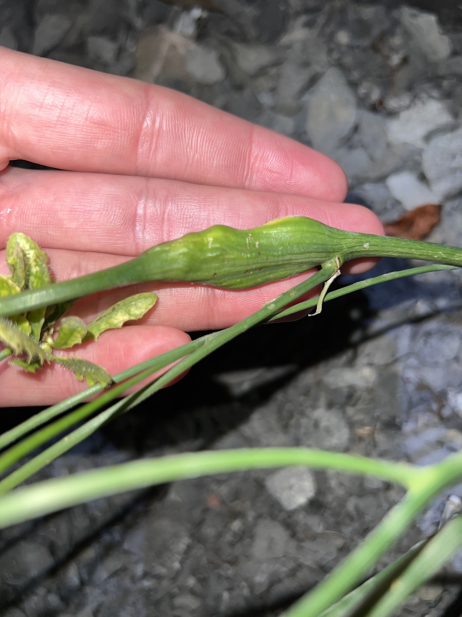 Catsear Gall Wasp in Garrett Co., Maryland (Date obscured). (c) Kyle Klotz, all rights reserved.
