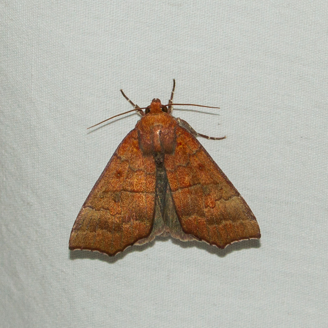 About Hibiscus-leaf Caterpillar Moth - Maryland Biodiversity Project
