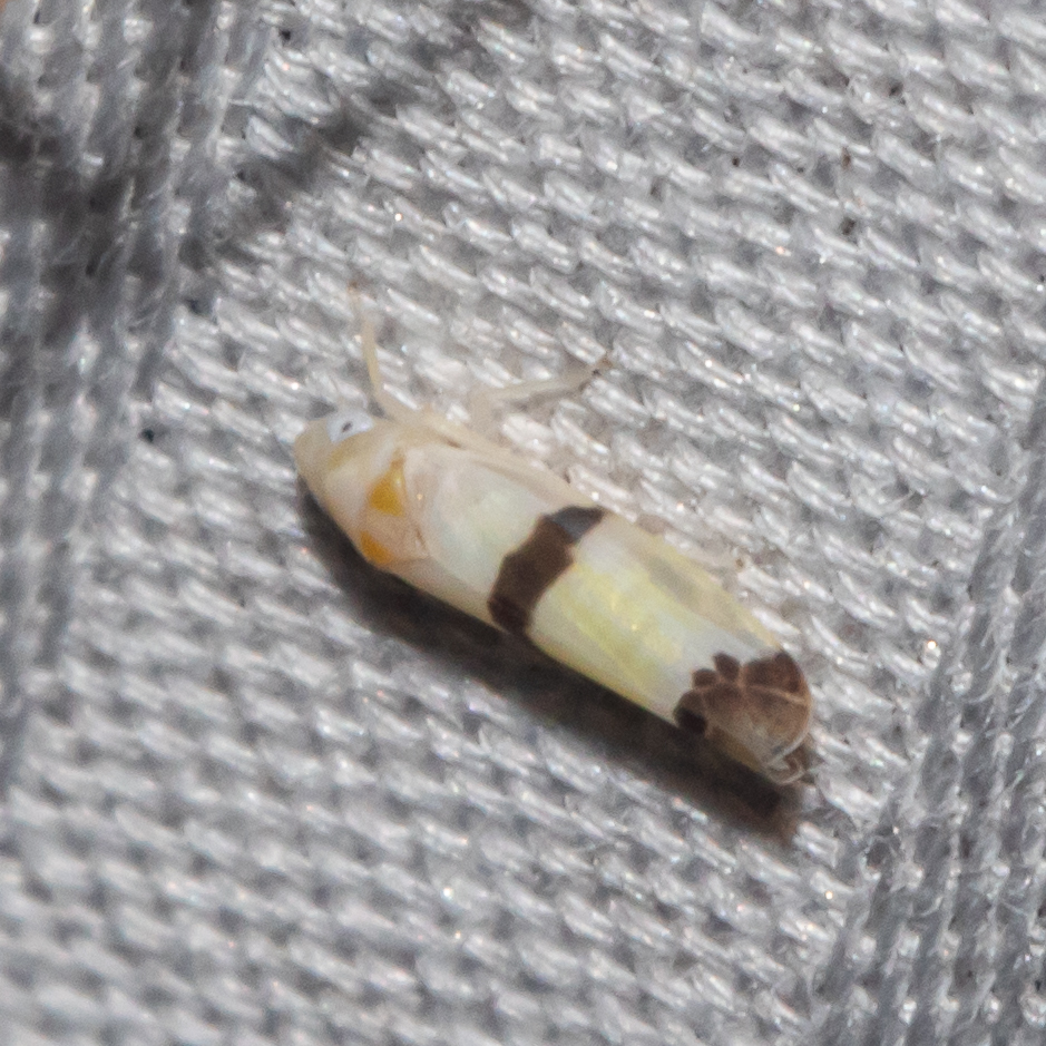 <em>Empoa gillettei</em> in Calvert Co., Maryland (6/6/2025). (c) Timothy Reichard, all rights reserved.