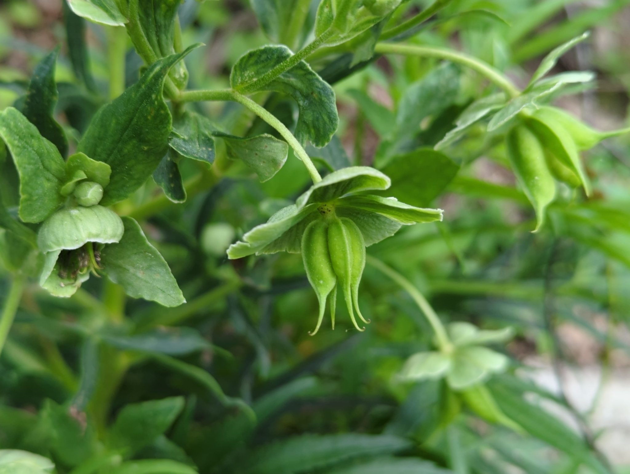 Stinking Hellebore in Carroll Co., Maryland (5/19/2025). (c) Tom Field, some rights reserved (<a rel='license' href='http://creativecommons.org/licenses/by-nc/4.0/'>CC BY-NC</a>).