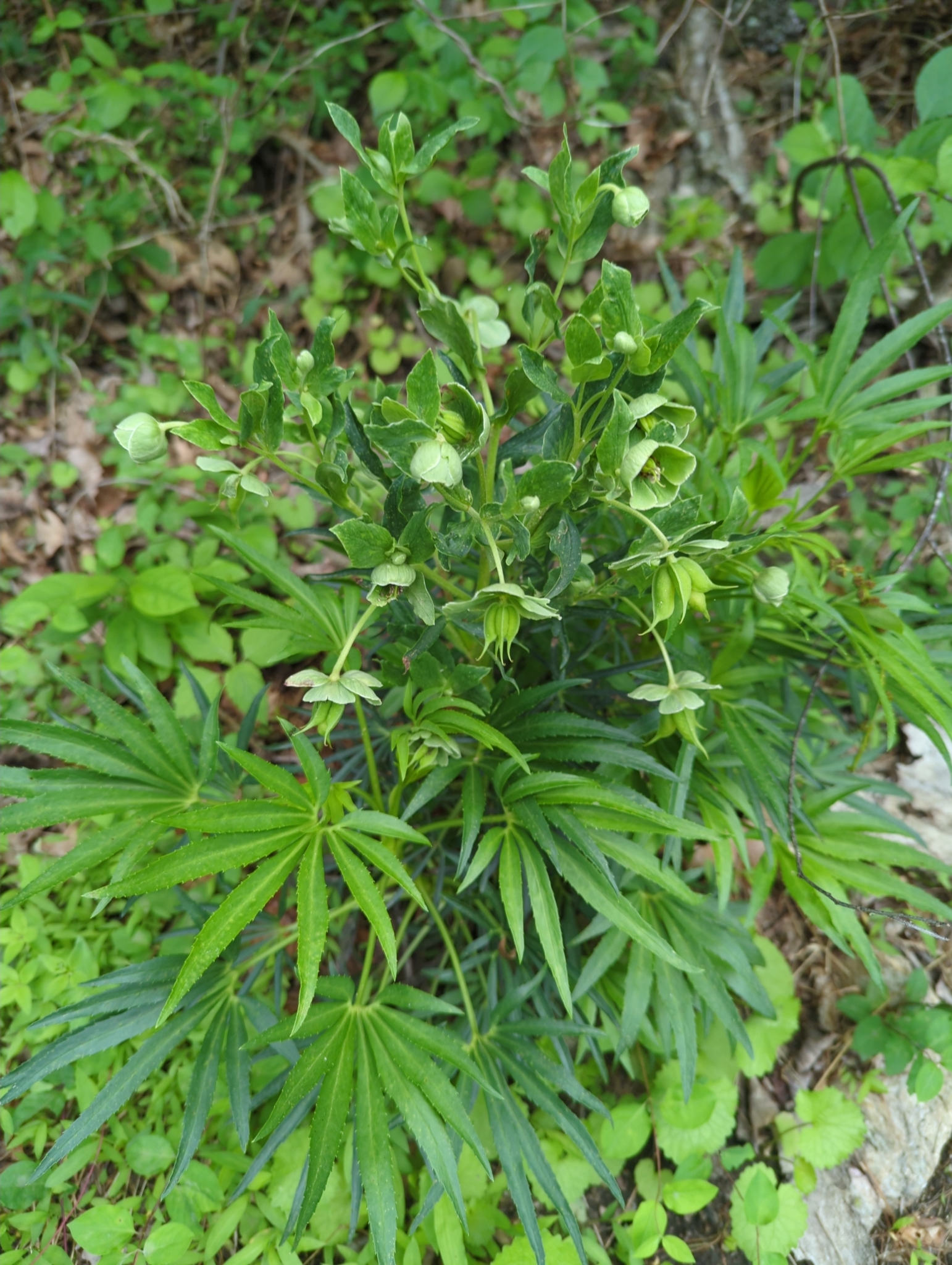 Stinking Hellebore in Carroll Co., Maryland (5/19/2025). (c) Tom Field, some rights reserved (<a rel='license' href='http://creativecommons.org/licenses/by-nc/4.0/'>CC BY-NC</a>).