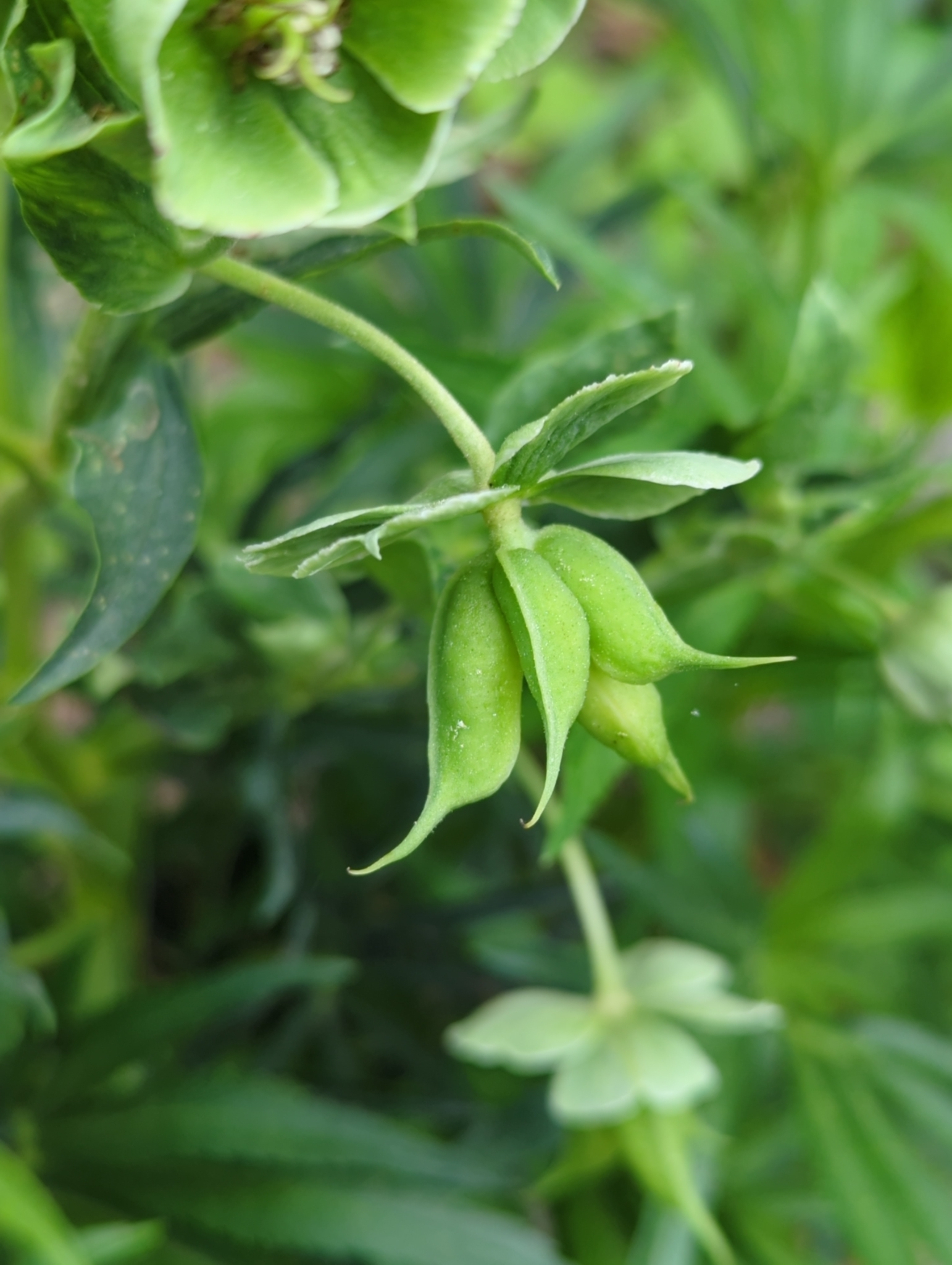 Stinking Hellebore in Carroll Co., Maryland (5/19/2025). (c) Tom Field, some rights reserved (<a rel='license' href='http://creativecommons.org/licenses/by-nc/4.0/'>CC BY-NC</a>).