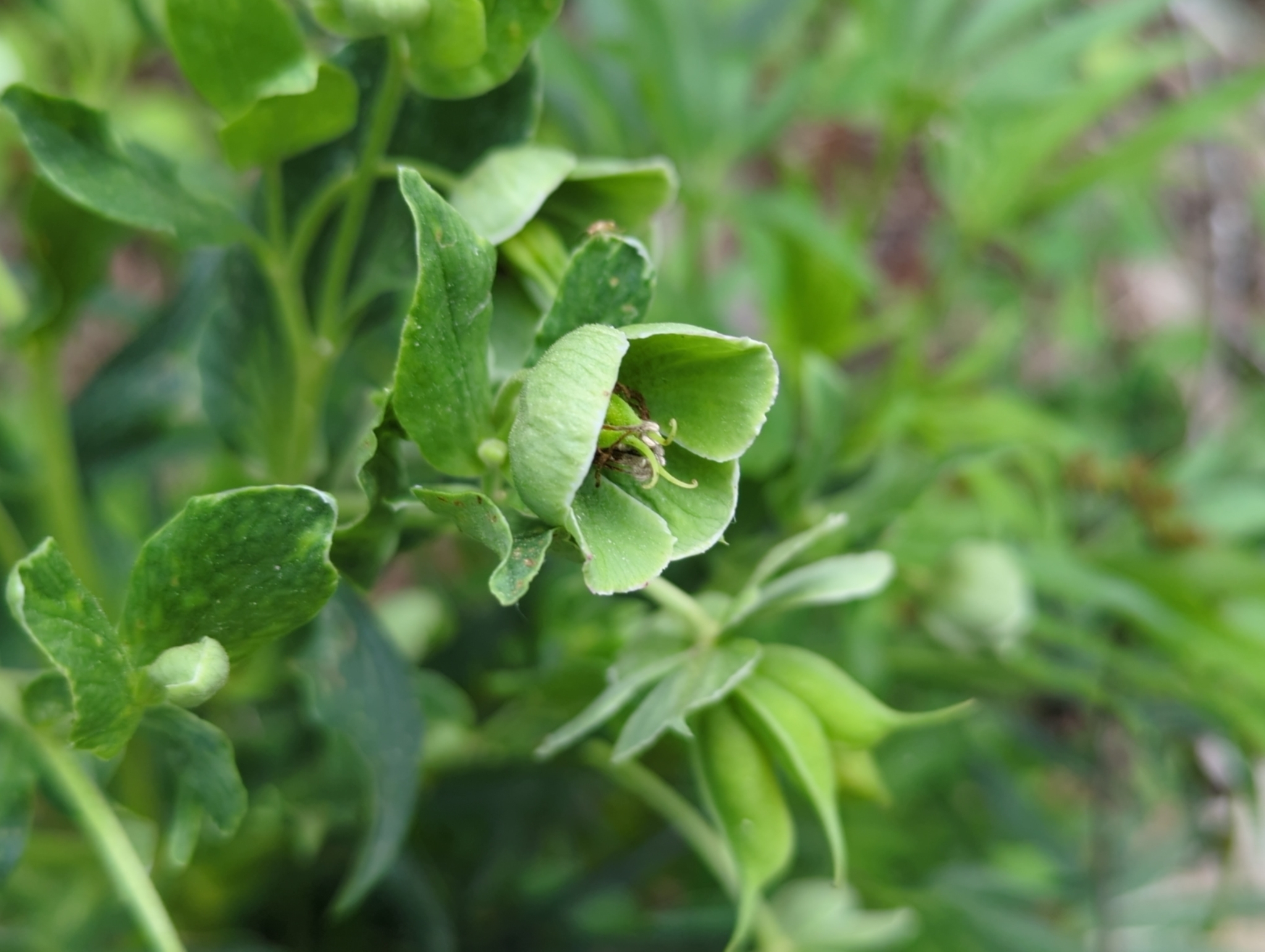 Stinking Hellebore in Carroll Co., Maryland (5/19/2025). (c) Tom Field, some rights reserved (<a rel='license' href='http://creativecommons.org/licenses/by-nc/4.0/'>CC BY-NC</a>).