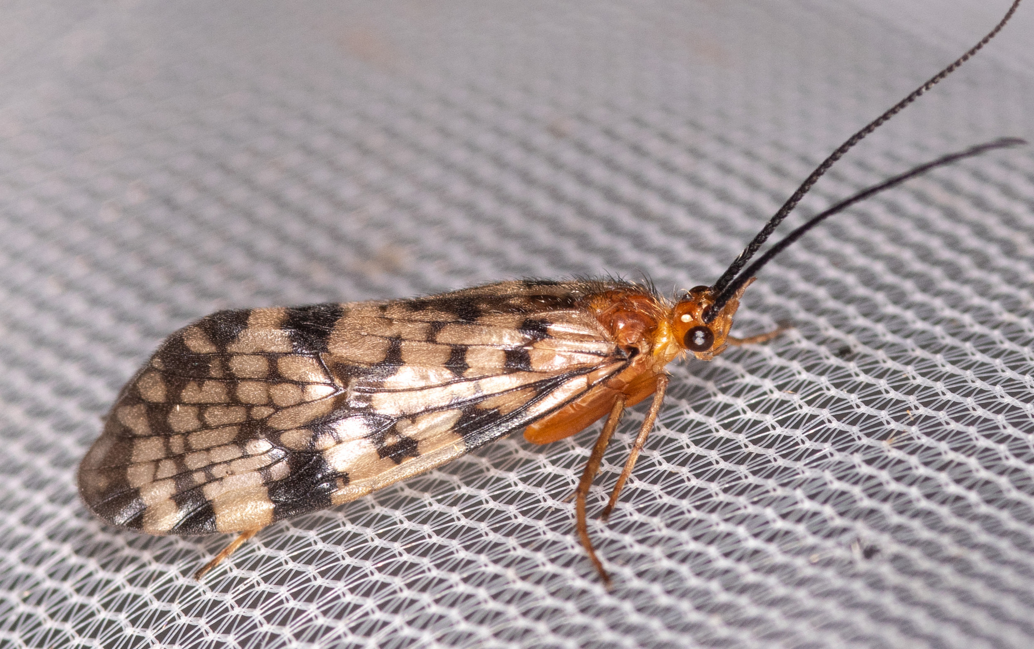 <em>Banksiola dossuaria</em> in Garrett Co., Maryland (6/18/2025). (c) Mark Etheridge, some rights reserved (<a rel='license' href='http://creativecommons.org/licenses/by-nc/4.0/'>CC BY-NC</a>).