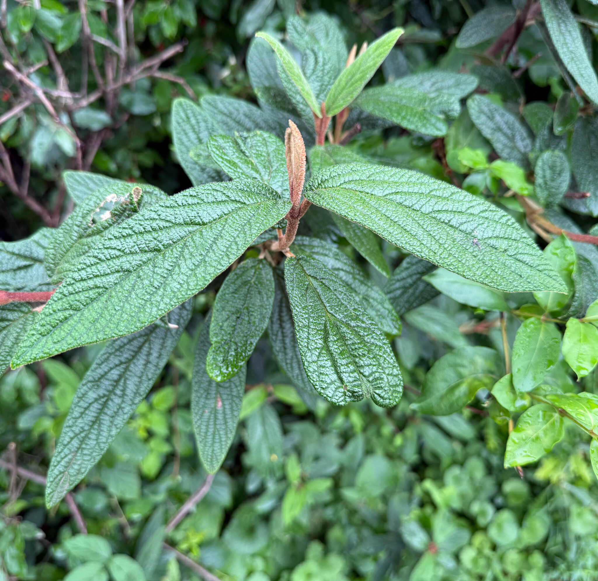 Leatherleaf Viburnum in Howard Co., Maryland (Date obscured). (c) johnbotany, all rights reserved.