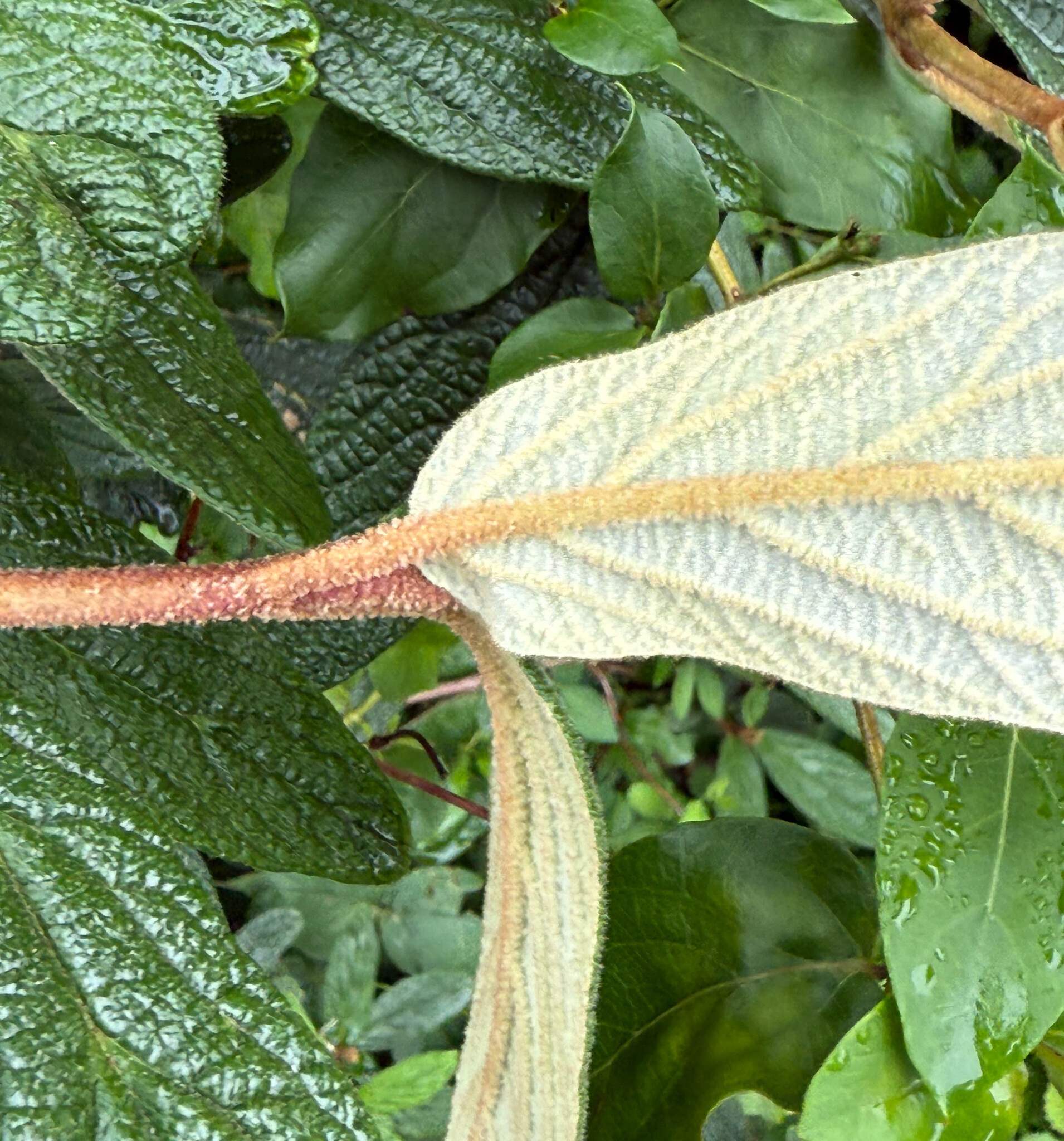 Leatherleaf Viburnum in Howard Co., Maryland (Date obscured). (c) johnbotany, all rights reserved.