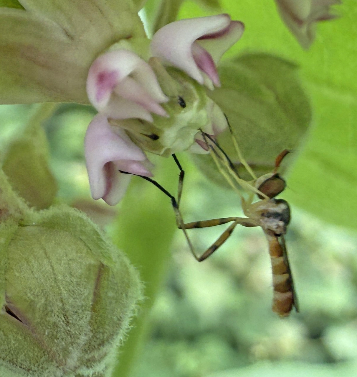 <em>Stylogaster neglecta</em> in Anne Arundel Co., Maryland (6/22/2025). (c) eaglebeach, some rights reserved (<a rel='license' href='http://creativecommons.org/licenses/by-nc/4.0/'>CC BY-NC</a>).