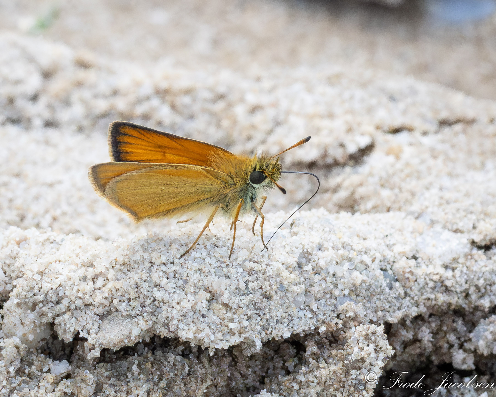 European Skipper in Garrett Co., Maryland (6/21/2025). (c) Frode Jacobsen, some rights reserved (<a rel='license' href='http://creativecommons.org/licenses/by-nc/4.0/'>CC BY-NC</a>).