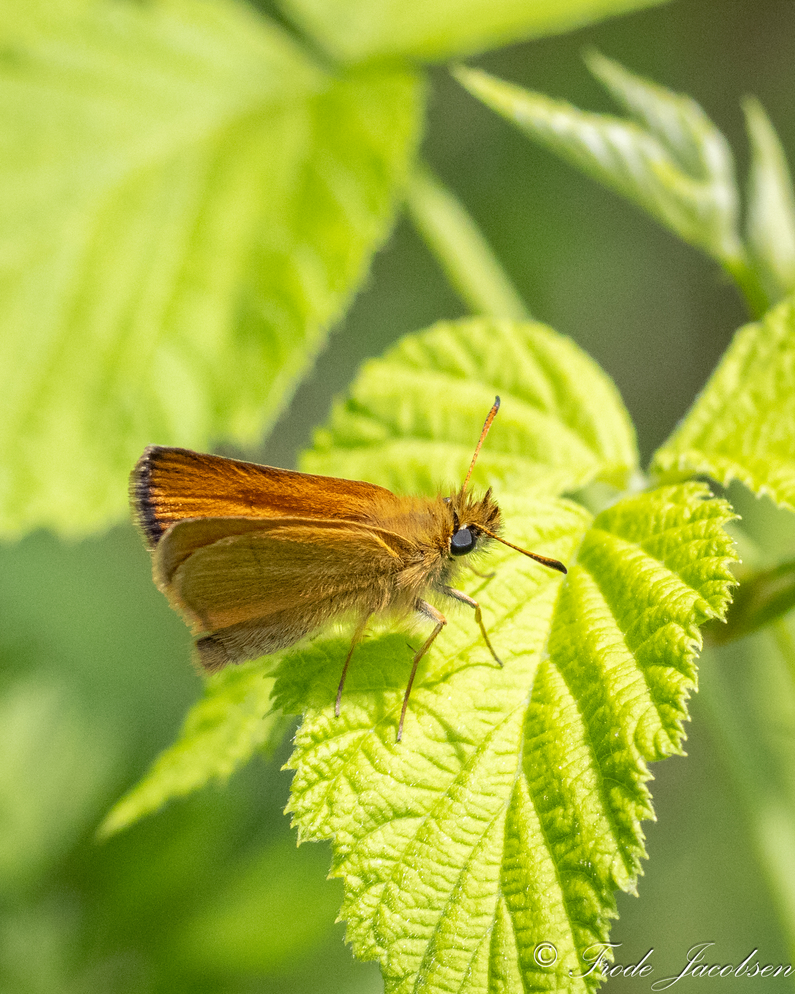 European Skipper in Garrett Co., Maryland (6/21/2025). (c) Frode Jacobsen, some rights reserved (<a rel='license' href='http://creativecommons.org/licenses/by-nc/4.0/'>CC BY-NC</a>).