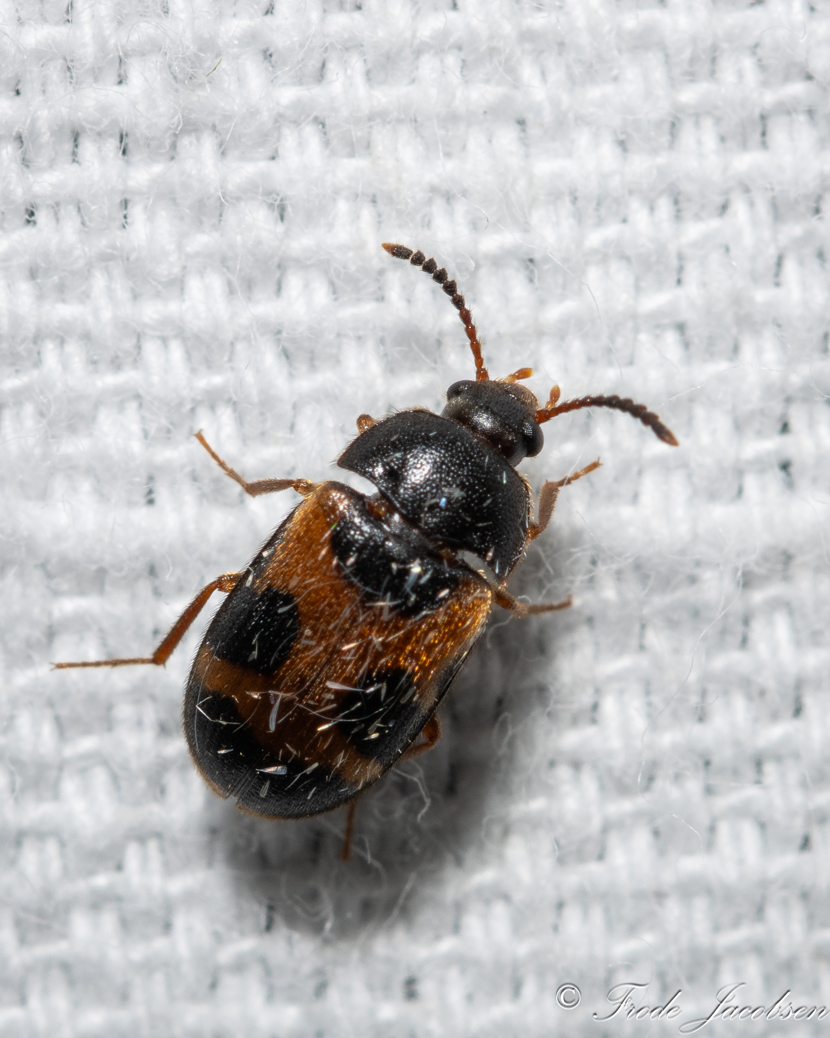 <em>Mycetophagus</em> species in Garrett Co., Maryland (6/21/2025). (c) Frode Jacobsen, some rights reserved (<a rel='license' href='http://creativecommons.org/licenses/by-nc/4.0/'>CC BY-NC</a>).