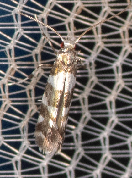 White Pine Barkminer Moth in Washington Co., Maryland (6/20/2025). (c) Mark Etheridge, some rights reserved (<a rel='license' href='http://creativecommons.org/licenses/by-nc/4.0/'>CC BY-NC</a>).
