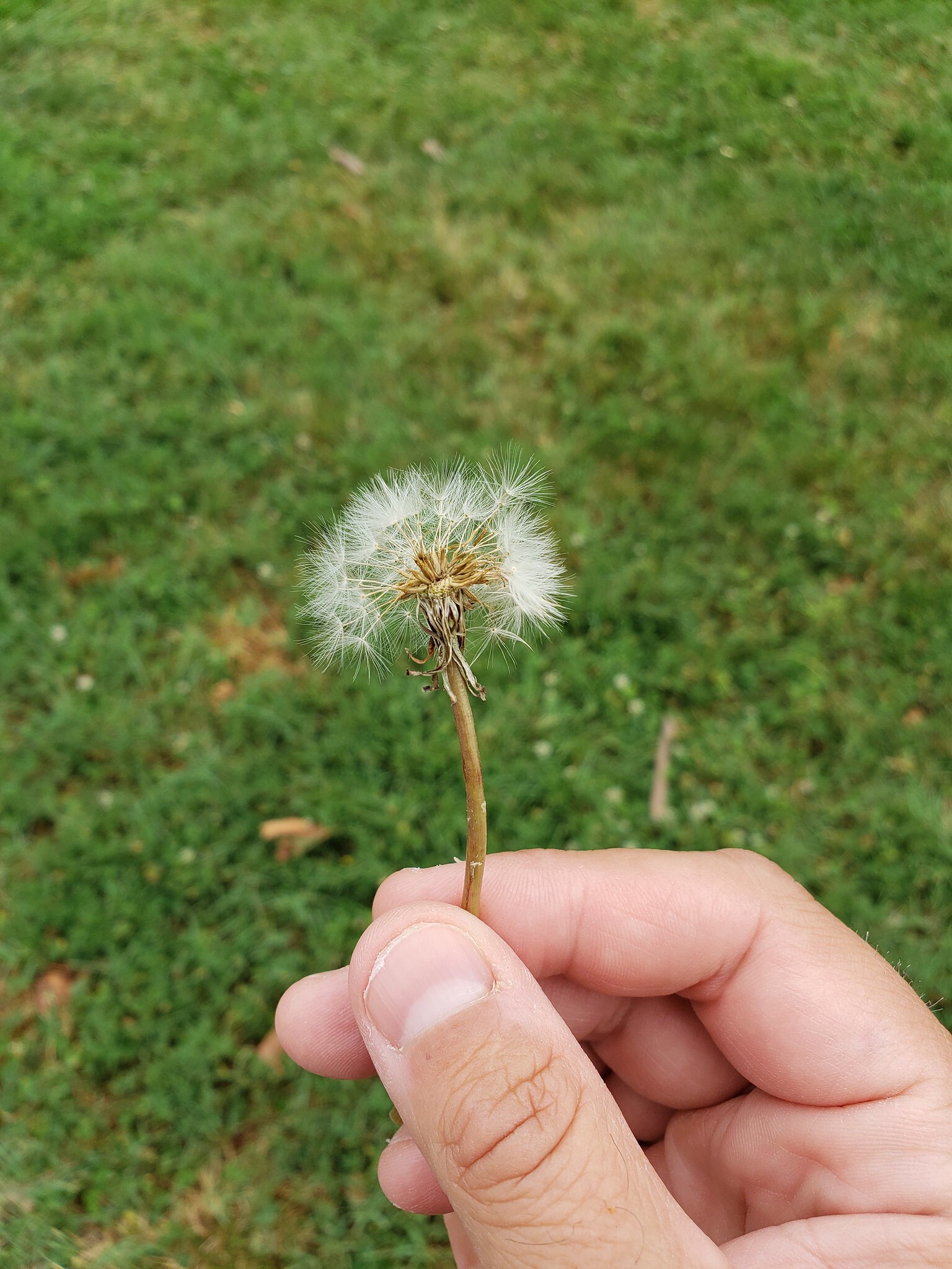 Common Dandelion in Baltimore City, Maryland (7/6/2018). (c) Bill Hubick, all rights reserved.