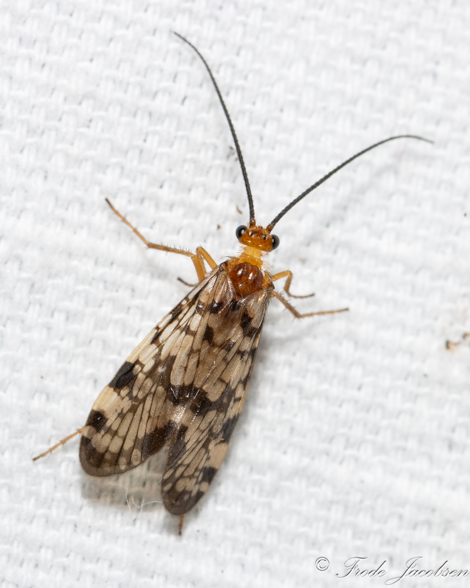 <em>Banksiola dossuaria</em> in Garrett Co., Maryland (6/21/2025). (c) Frode Jacobsen, some rights reserved (<a rel='license' href='http://creativecommons.org/licenses/by-nc/4.0/'>CC BY-NC</a>).