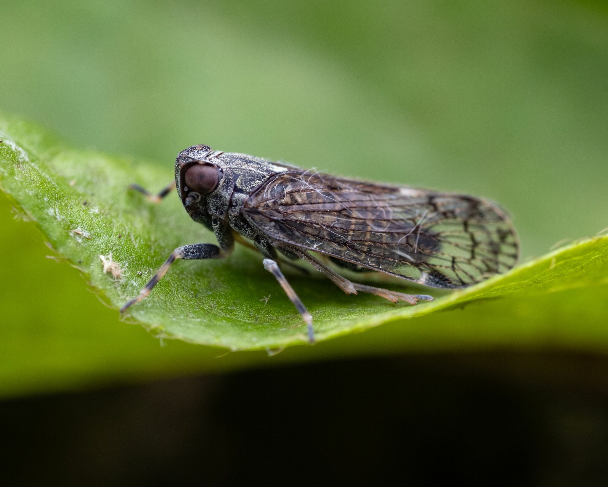 <em>Xenoliarus montanus</em> in Montgomery Co., Maryland (5/25/2024). (c) Zachary Dankowicz, some rights reserved (<a rel='license' href='http://creativecommons.org/licenses/by-nc/4.0/'>CC BY-NC</a>).