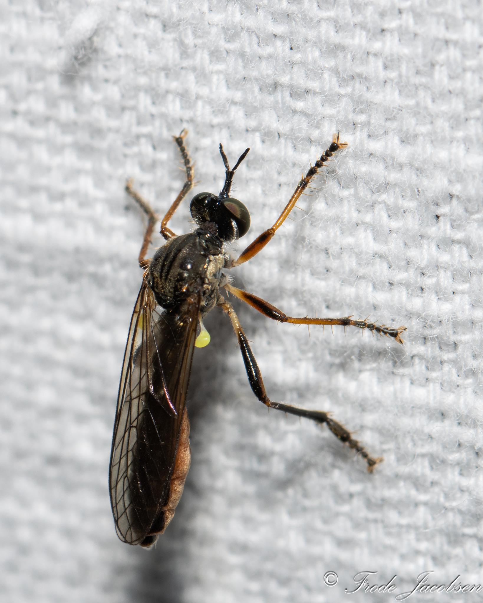 European Longhorn Robber in Garrett Co., Maryland (6/22/2025). (c) Frode Jacobsen, some rights reserved (<a rel='license' href='http://creativecommons.org/licenses/by-nc/4.0/'>CC BY-NC</a>).