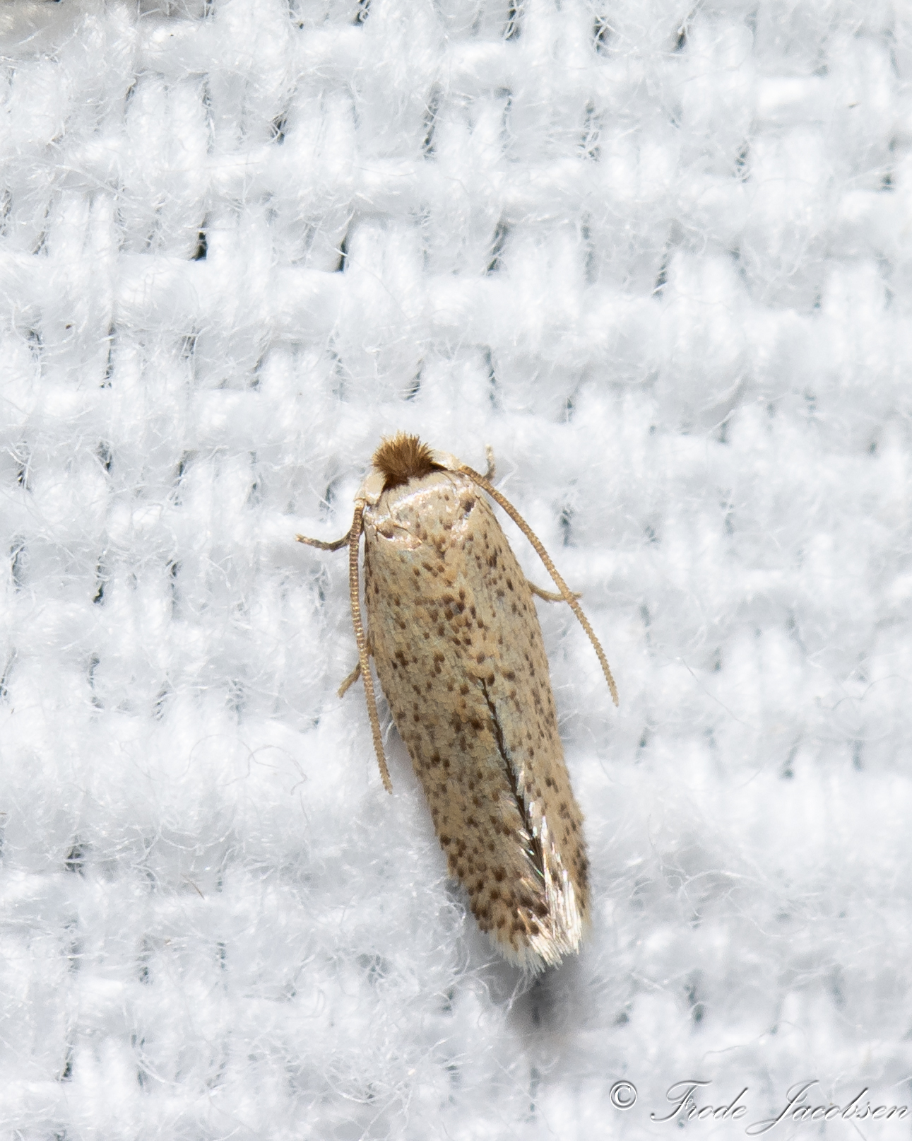 <em>Zimmermannia</em> species in Garrett Co., Maryland (6/22/2025). (c) Frode Jacobsen, some rights reserved (<a rel='license' href='http://creativecommons.org/licenses/by-nc/4.0/'>CC BY-NC</a>).