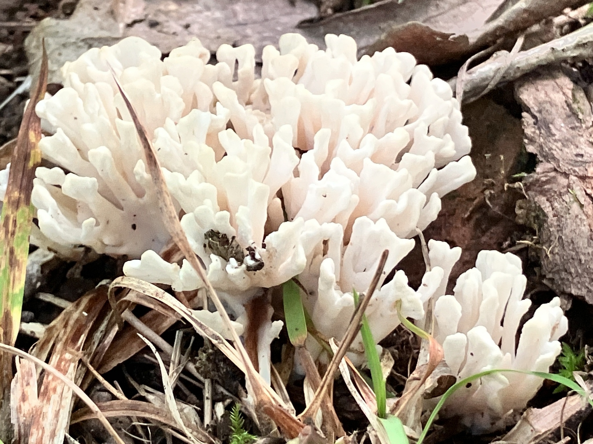 Jellied False Coral in Maryland (Date obscured). (c) Cindi Fitzgerald, some rights reserved (<a rel='license' href='http://creativecommons.org/licenses/by-nc/4.0/'>CC BY-NC</a>).