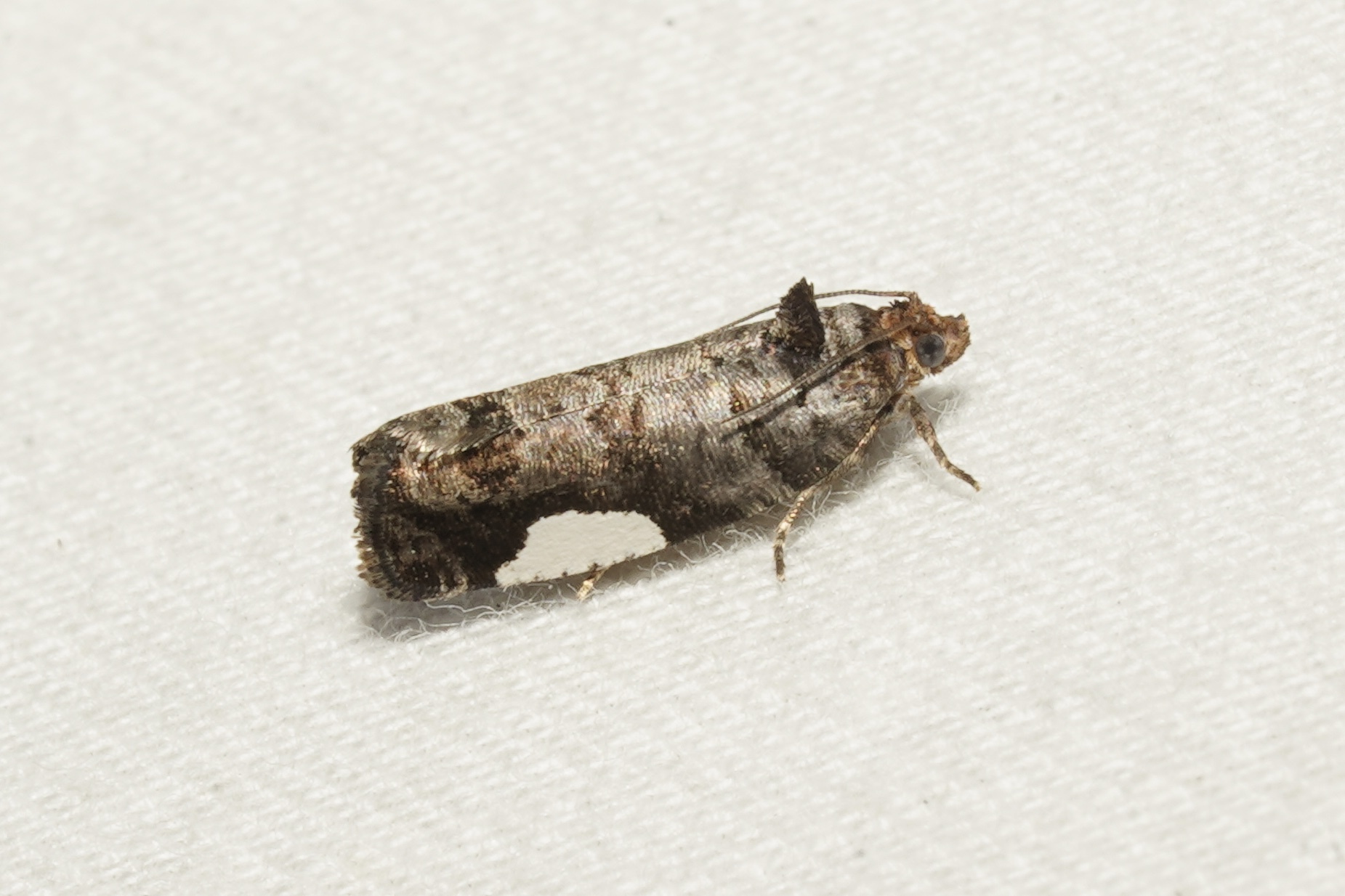 White-spotted Hedya Moth in Garrett Co., Maryland (Date obscured). (c) Kyle Klotz, all rights reserved.