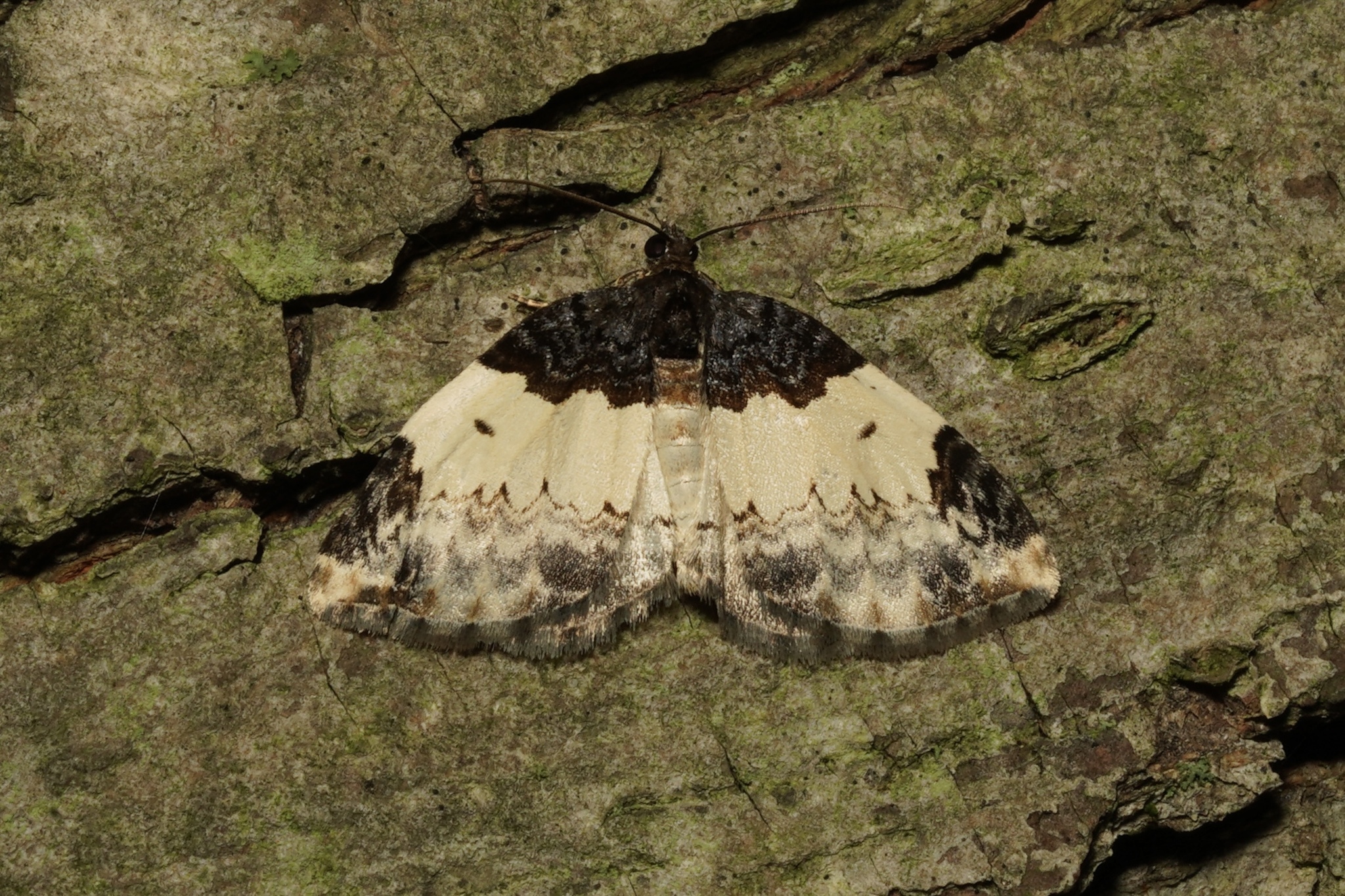 White-ribboned Carpet Moth in Garrett Co., Maryland (Date obscured). (c) Kyle Klotz, all rights reserved.