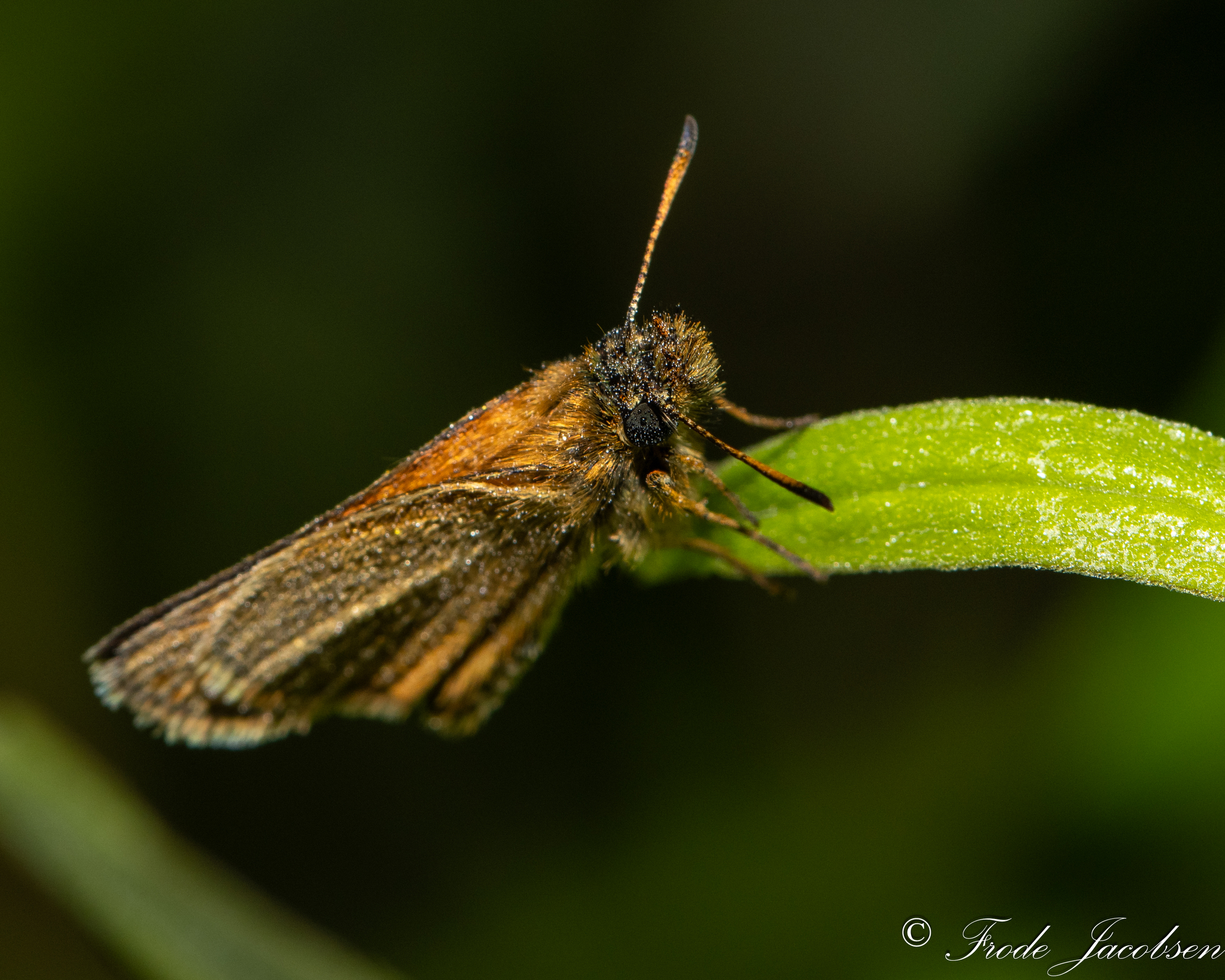 European Skipper in Garrett Co., Maryland (6/21/2025). (c) Frode Jacobsen, some rights reserved (<a rel='license' href='http://creativecommons.org/licenses/by-nc/4.0/'>CC BY-NC</a>).