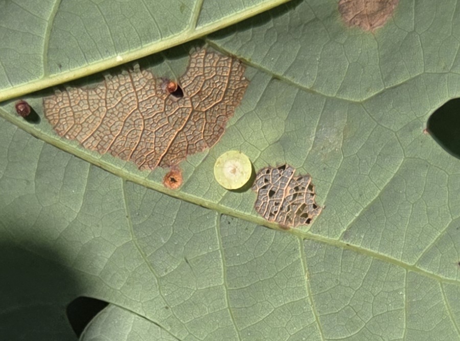 <em>Phylloteras poculum</em> in Carroll Co., Maryland (7/12/2025). (c) Matthew Beziat, some rights reserved (<a rel='license' href='http://creativecommons.org/licenses/by-nc/4.0/'>CC BY-NC</a>).