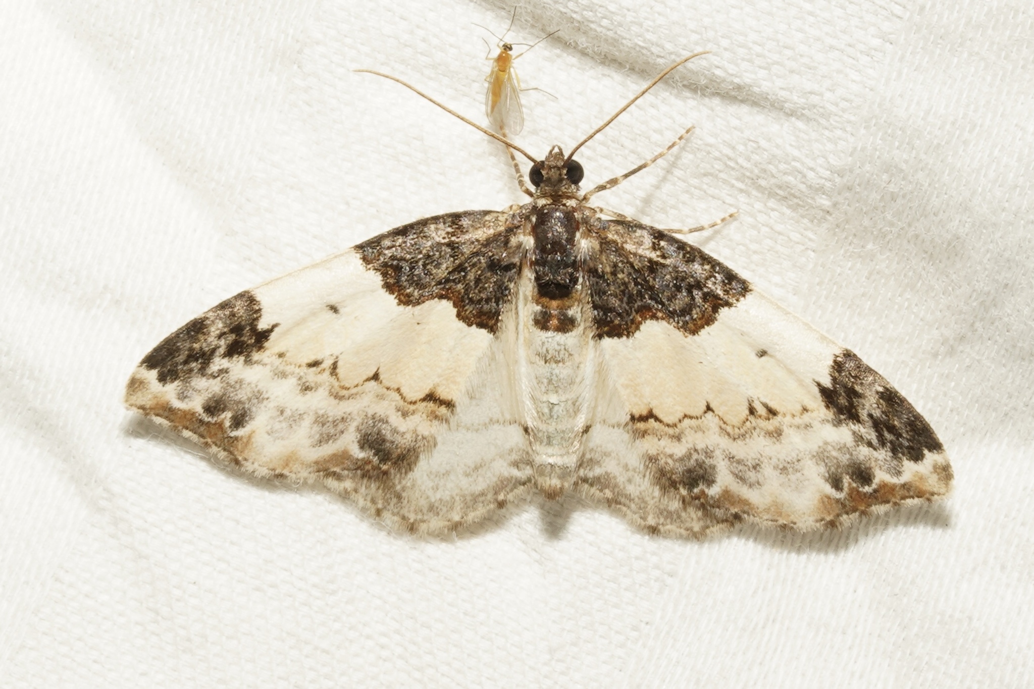 White-ribboned Carpet Moth in Garrett Co., Maryland (Date obscured). (c) Kyle Klotz, all rights reserved.