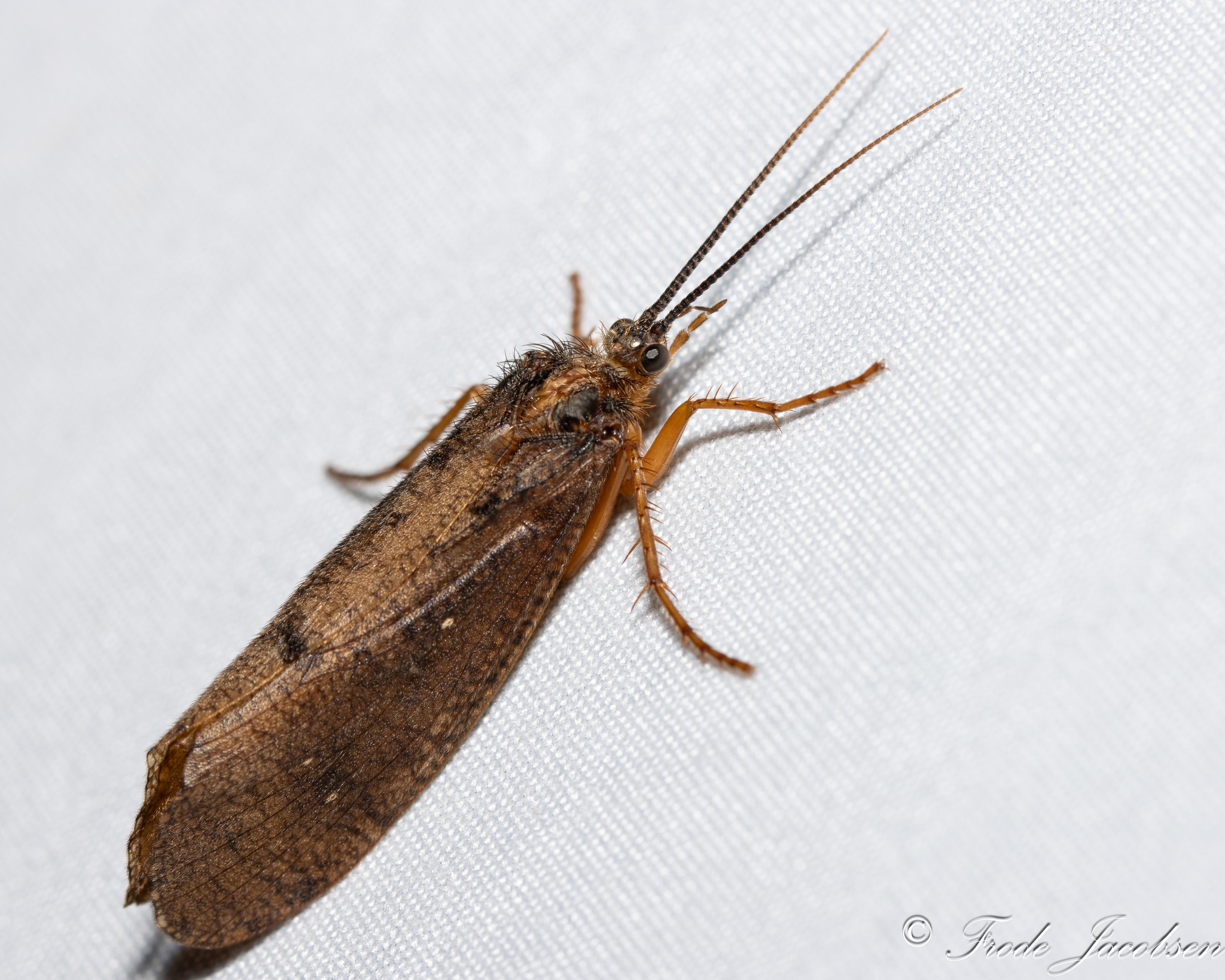 <em>Ptilostomis</em> species in Allegany Co., Maryland (7/12/2025). (c) Frode Jacobsen, some rights reserved (<a rel='license' href='http://creativecommons.org/licenses/by-nc/4.0/'>CC BY-NC</a>).