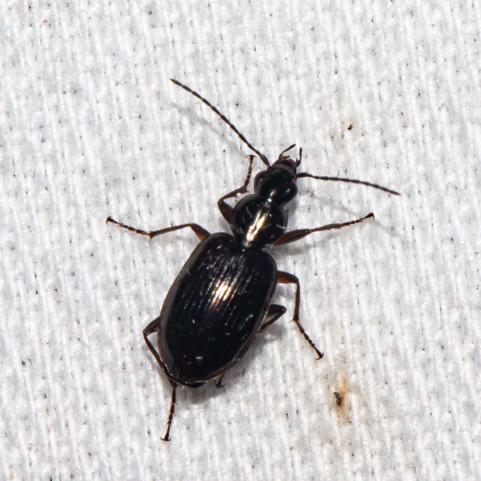 <em>Agonum</em> species in Anne Arundel Co., Maryland (5/18/2025). (c) Timothy Reichard, all rights reserved.