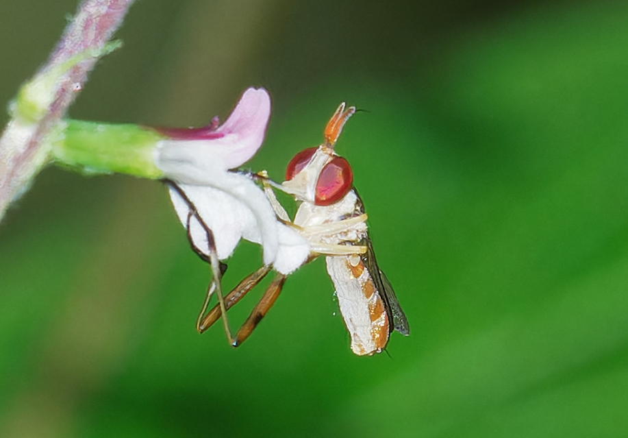 <em>Stylogaster neglecta</em> in Frederick Co., Maryland (7/10/2025). (c) Jim Moore (Maryland), some rights reserved (<a rel='license' href='http://creativecommons.org/licenses/by-nc/4.0/'>CC BY-NC</a>).