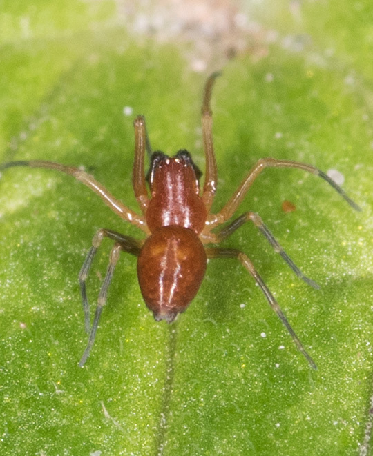 <em>Nopalityna sublata</em> in Washington Co., Maryland (5/20/2018). (c) Mark Etheridge, some rights reserved (<a rel='license' href='http://creativecommons.org/licenses/by-nc/4.0/'>CC BY-NC</a>).