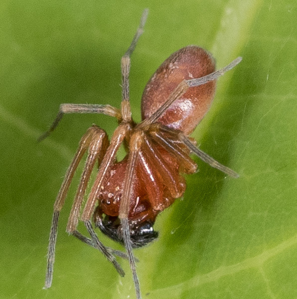 <em>Nopalityna sublata</em> in Washington Co., Maryland (5/29/2017). (c) Mark Etheridge, some rights reserved (<a rel='license' href='http://creativecommons.org/licenses/by-nc/4.0/'>CC BY-NC</a>).