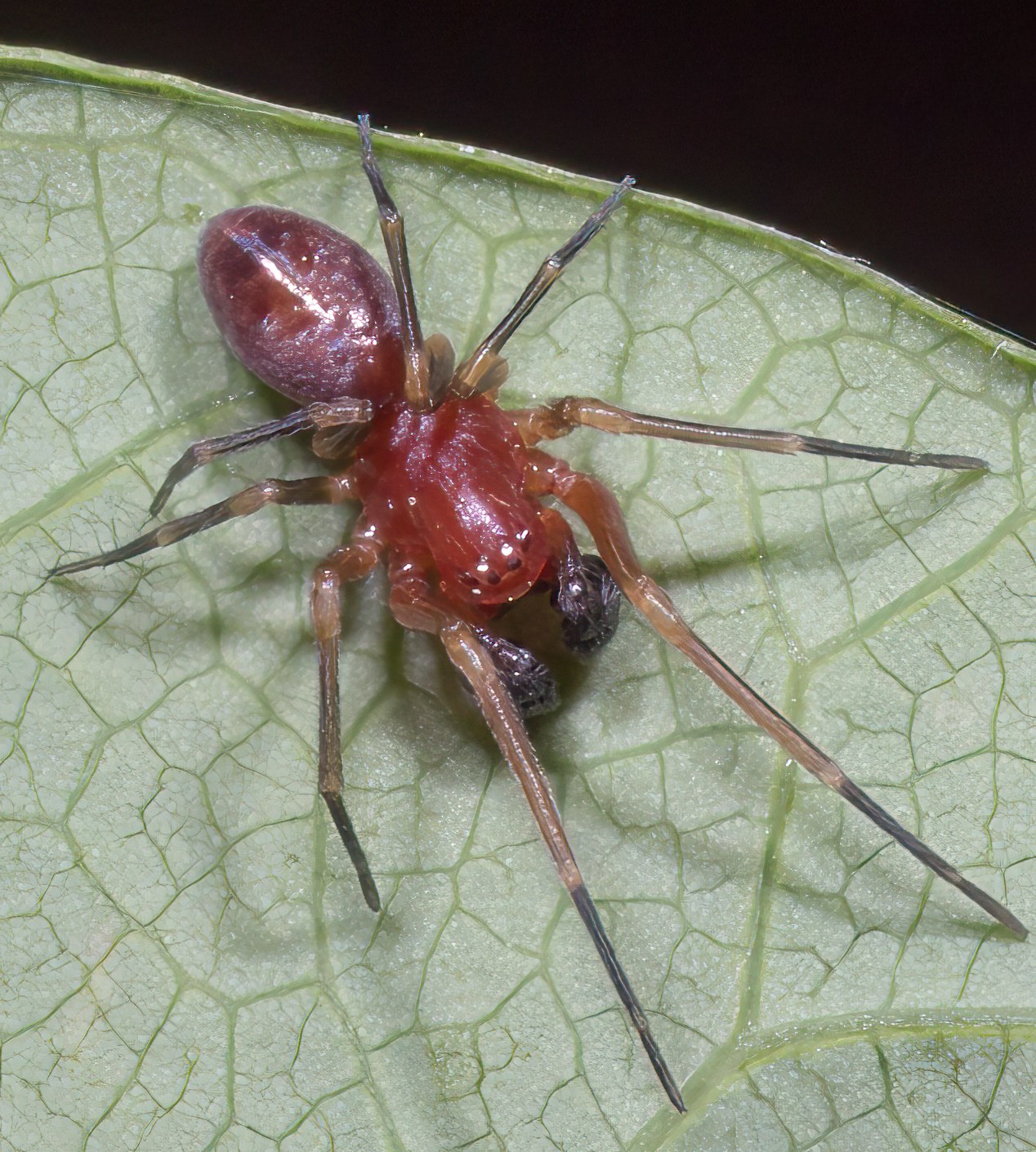 <em>Nopalityna sublata</em> in Washington Co., Maryland (5/15/2021). (c) Jim Moore (Maryland), some rights reserved (<a rel='license' href='http://creativecommons.org/licenses/by-nc/4.0/'>CC BY-NC</a>).