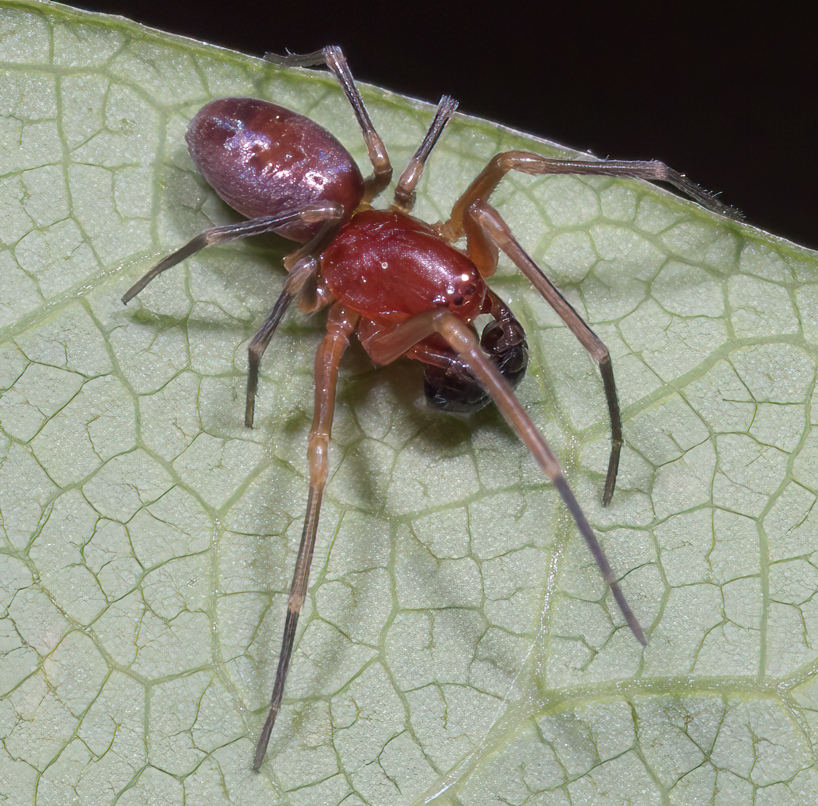 <em>Nopalityna sublata</em> in Washington Co., Maryland (5/15/2021). (c) Jim Moore (Maryland), some rights reserved (<a rel='license' href='http://creativecommons.org/licenses/by-nc/4.0/'>CC BY-NC</a>).